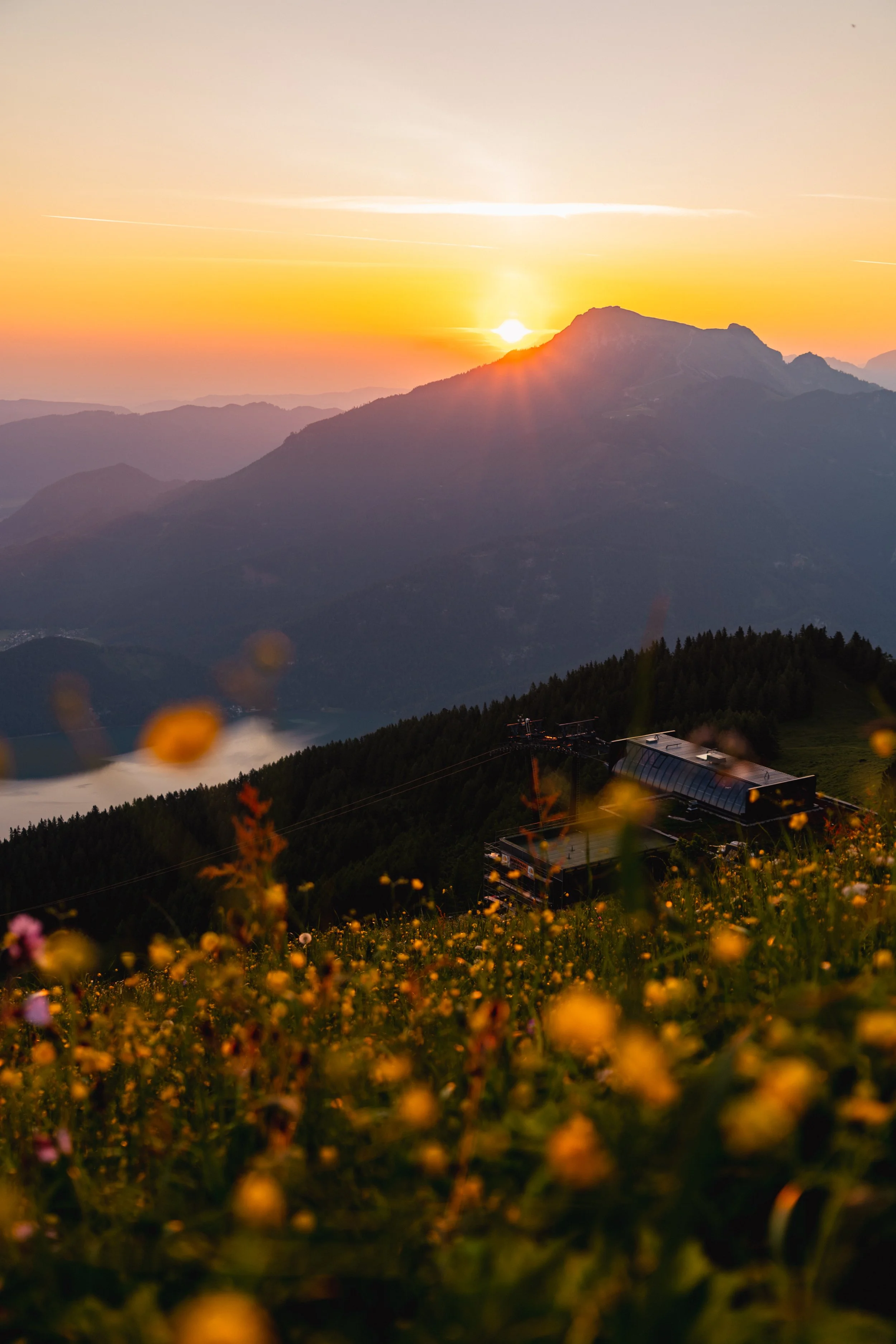 Berglandschaft bei Sonnenuntergang mit blühendem Feld im Vordergrund, Skilift und Wald, Berge im Hintergrund.