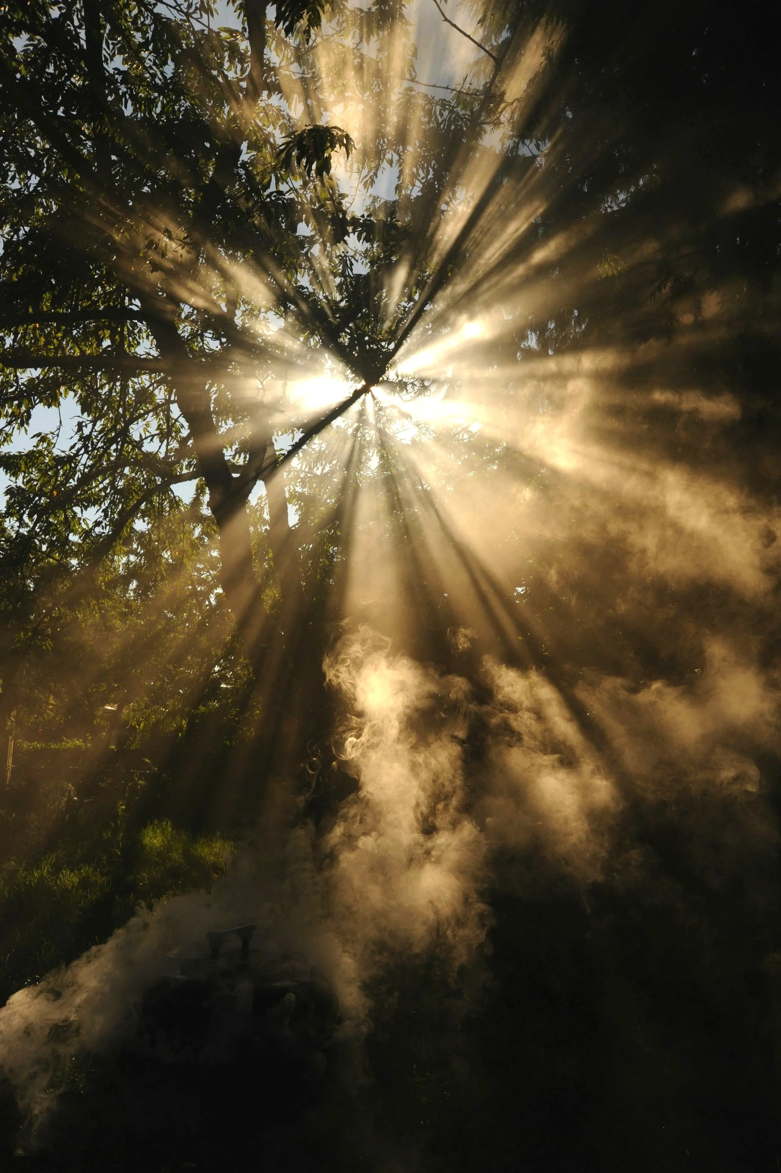 Les rayons du soleil traversant un arbre, créant un jeu de lumière et de vapeur dans l'air.