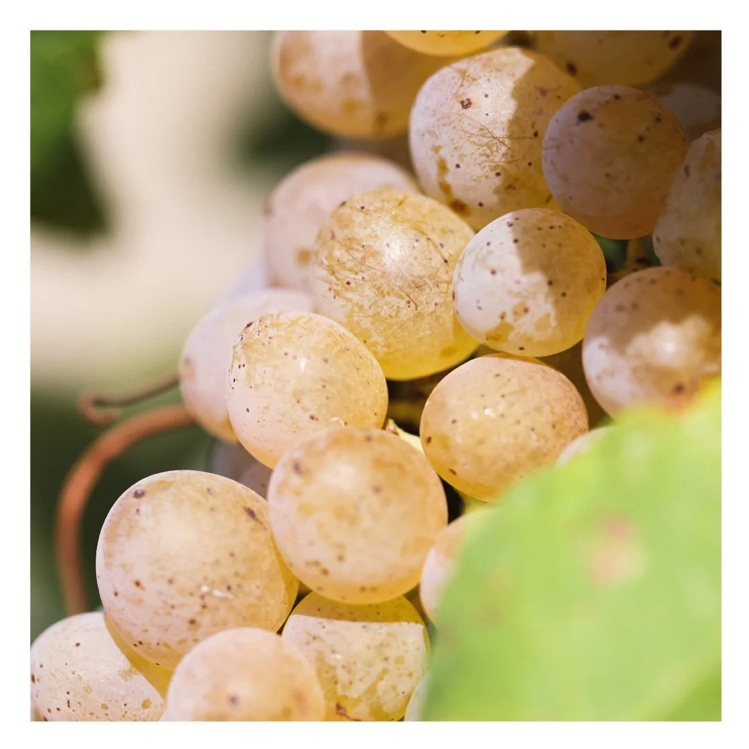 domaine de la ramade 18.jpg