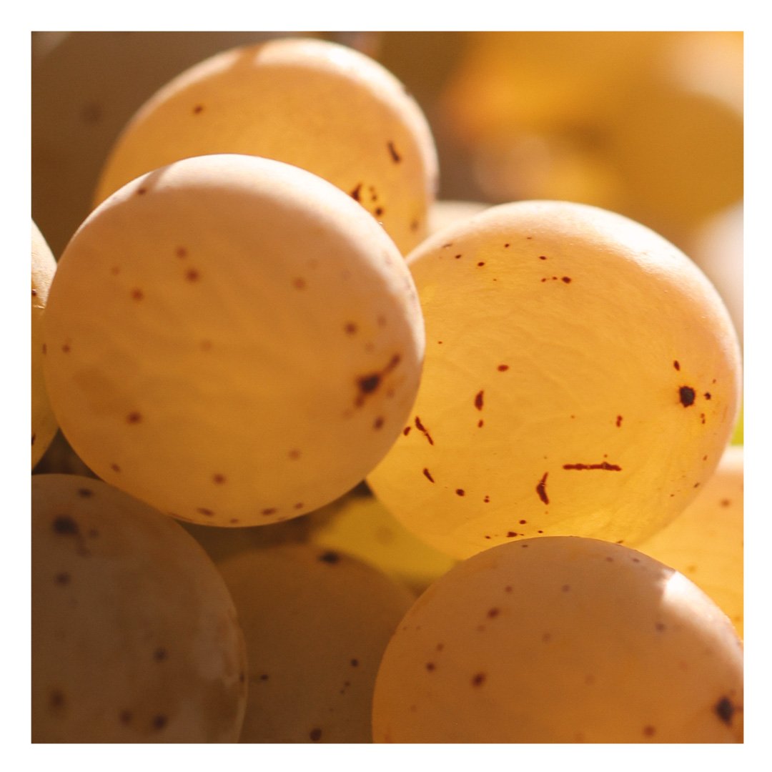 domaine de la ramade 17.jpg