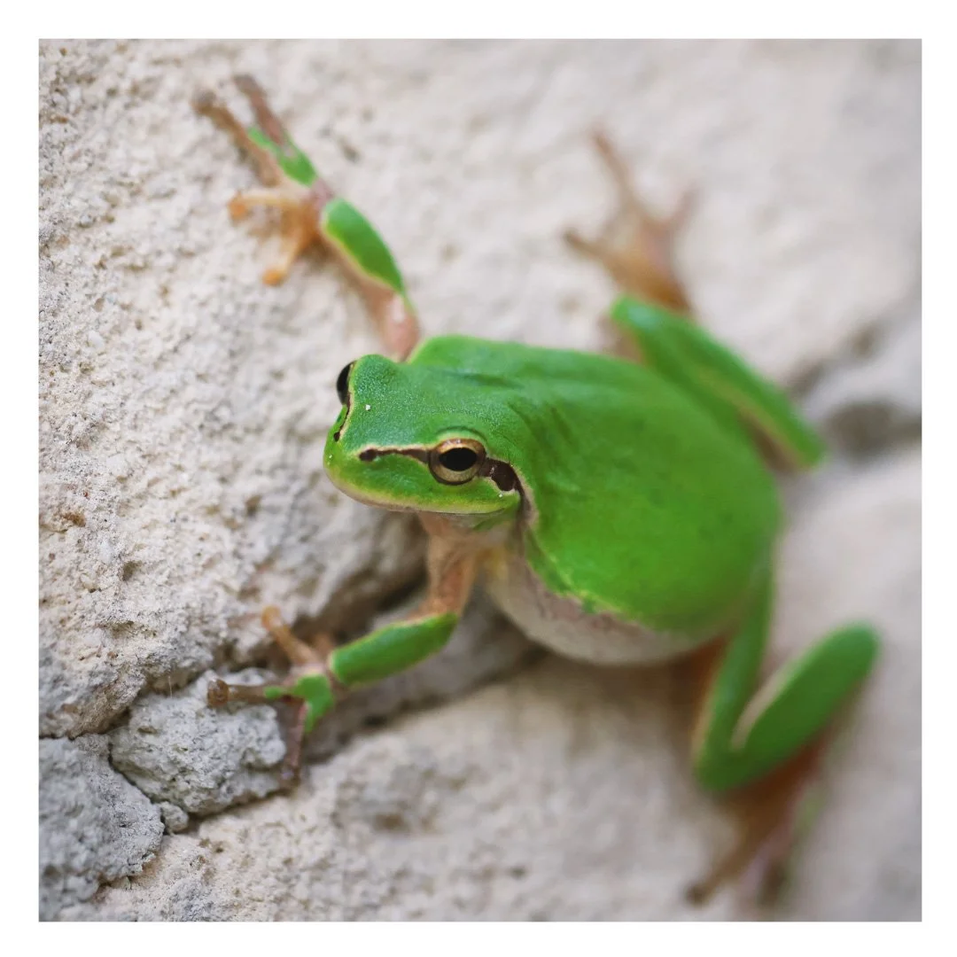 domaine de la ramade 24.jpg