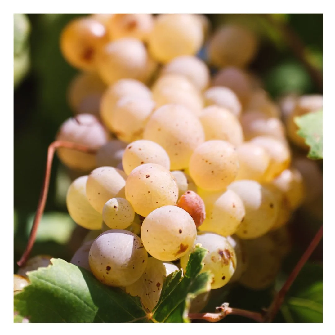 domaine de la ramade 19.jpg