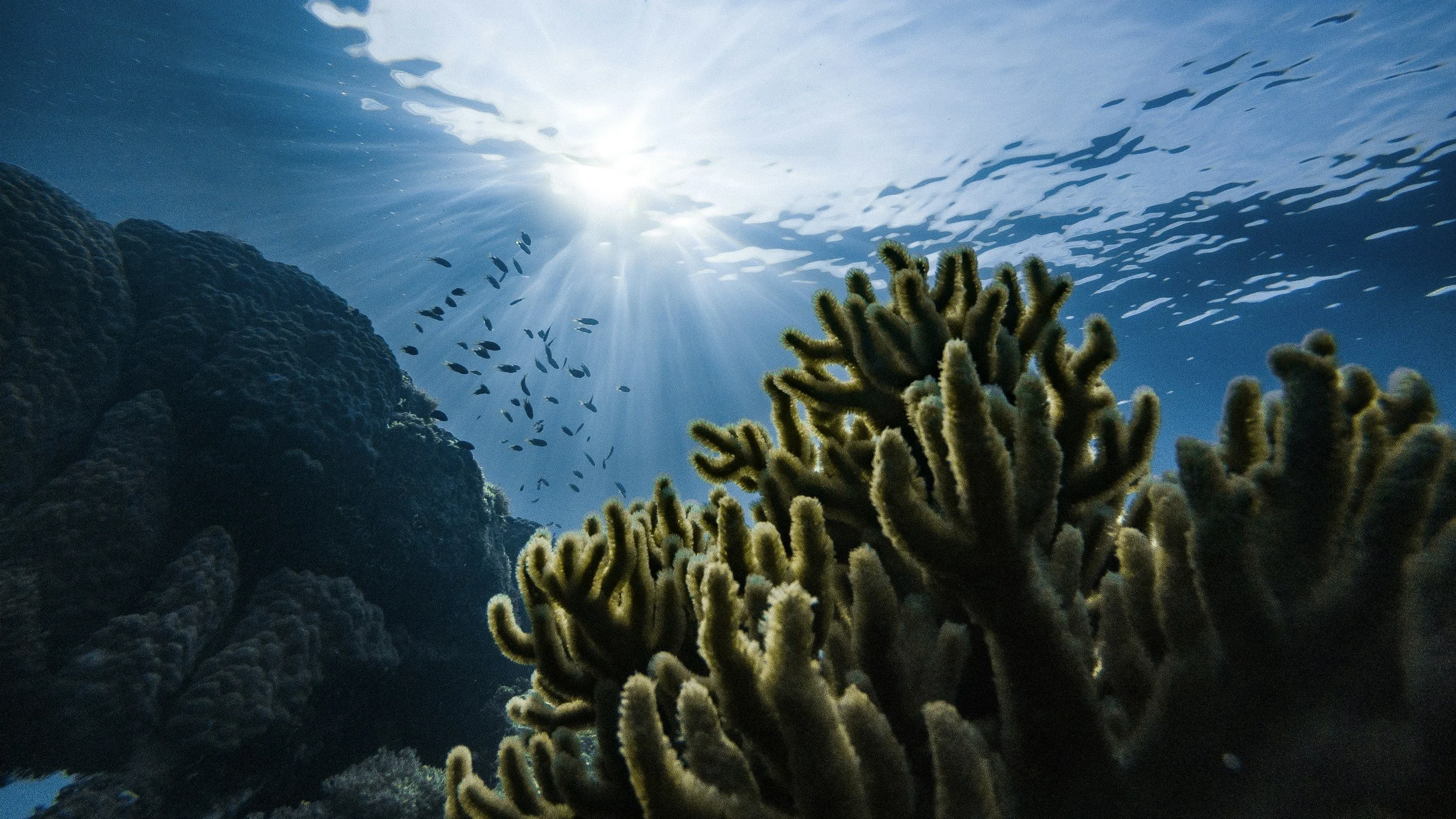 Underwater view of coral and fish near the surface, showing the marine life Biotal Marine's biodegradable formulations are designed to protect