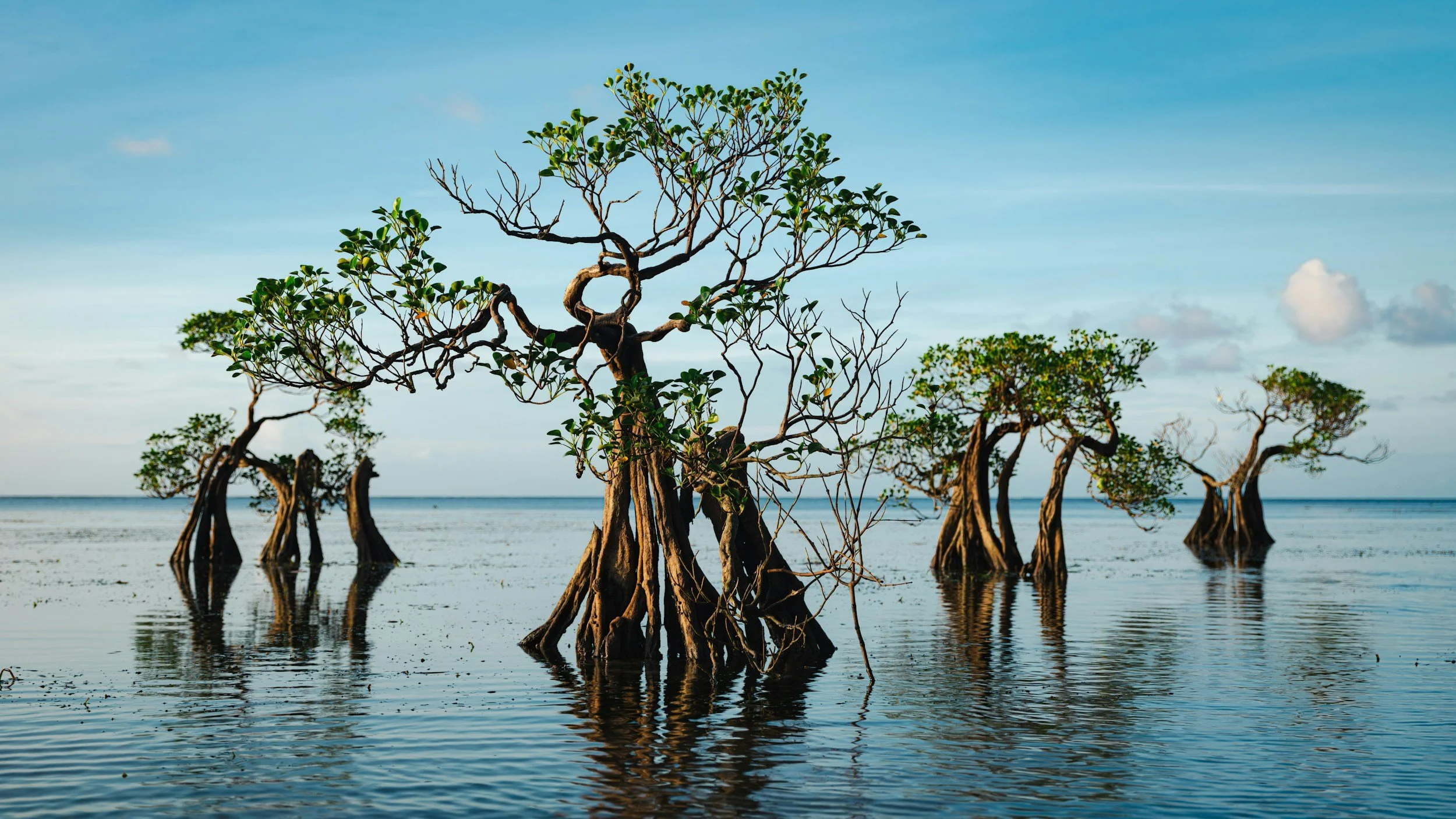 Mangrove trees rooted in shallow coastal water, representing the marine ecosystems Biotal Marine's eco-benign® formulations are designed to protect