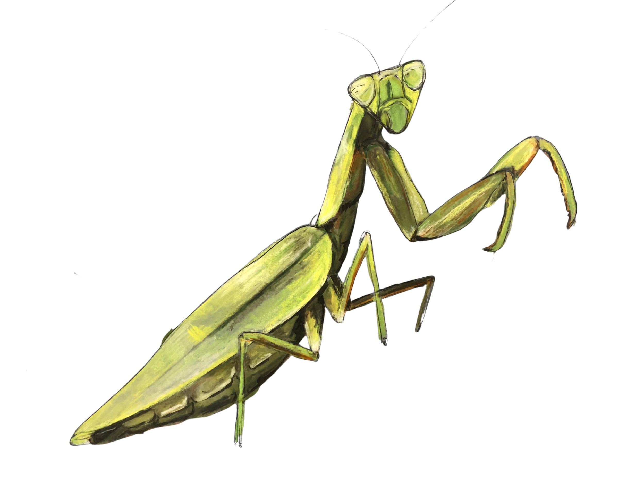 Mantis religiosa / mixed media / free work