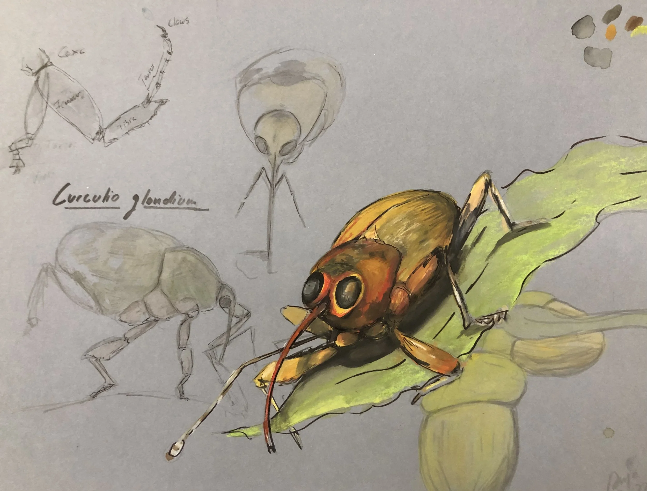 Mixed media drawing/Eichelblattbohrer/Curculium glandae