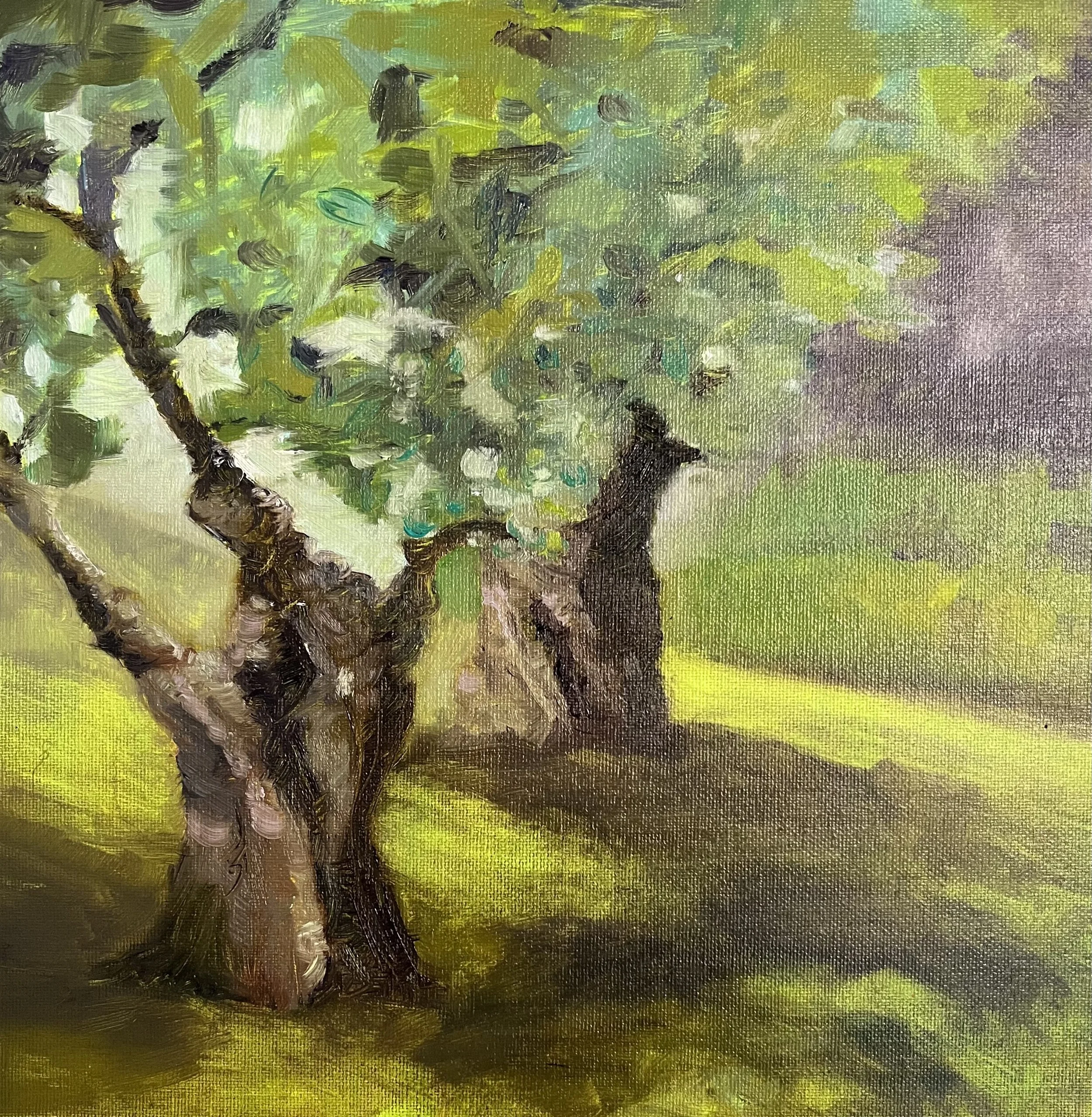 OILIVE TREES / oil on cardboard / 30x30cm / 2023