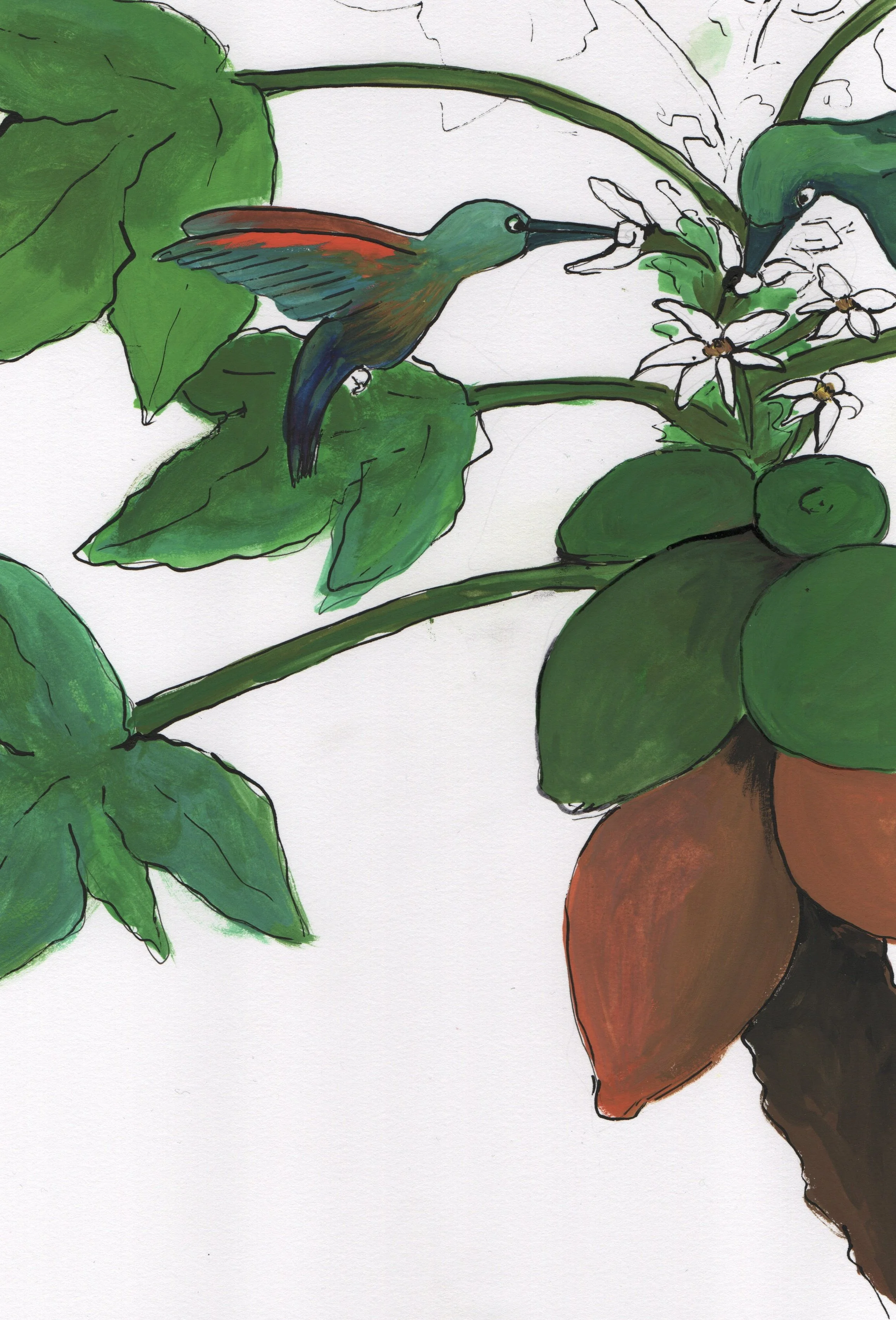 Papaya and kolibri