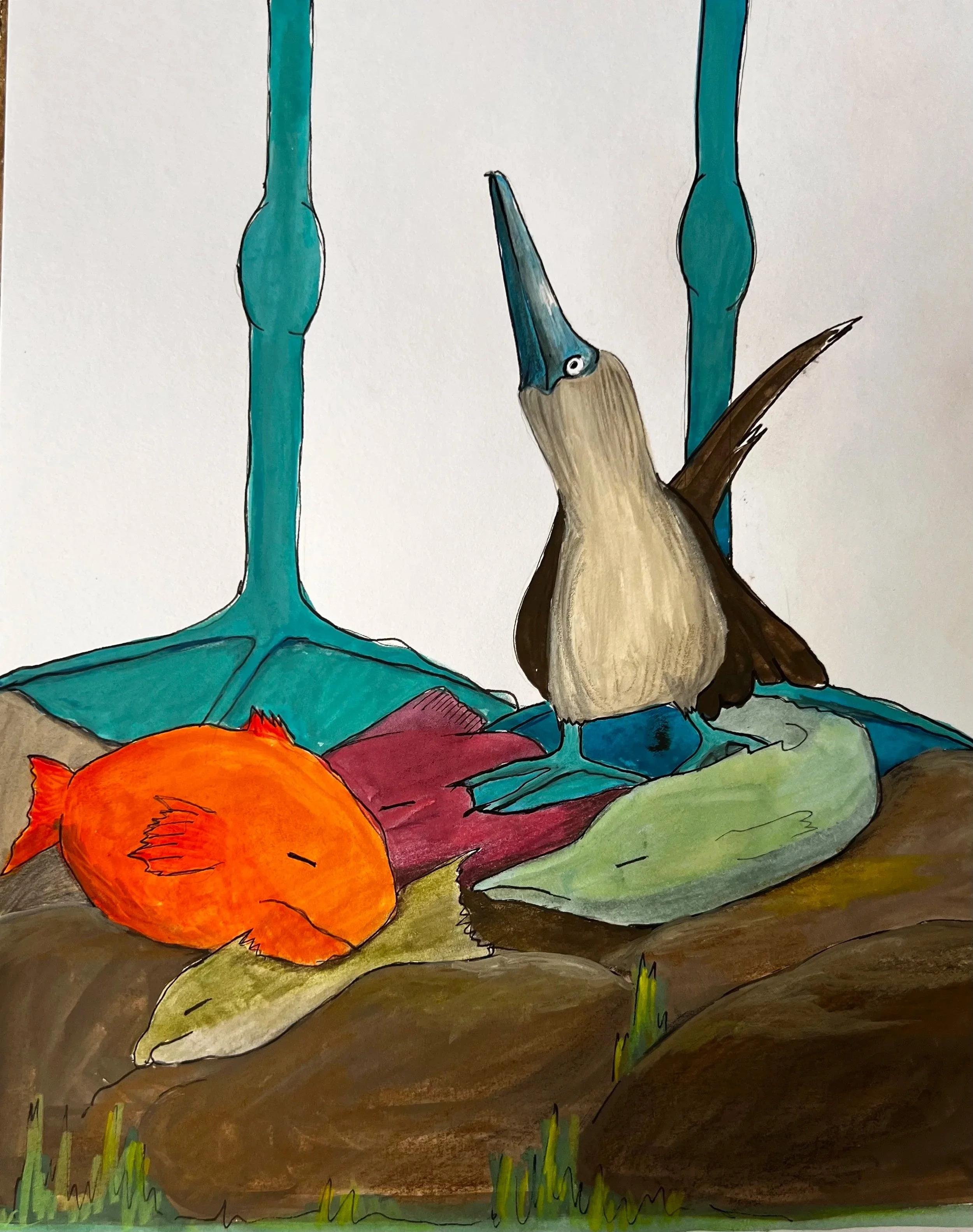 Bobby, the bluefooted Boobie / gouache / book project