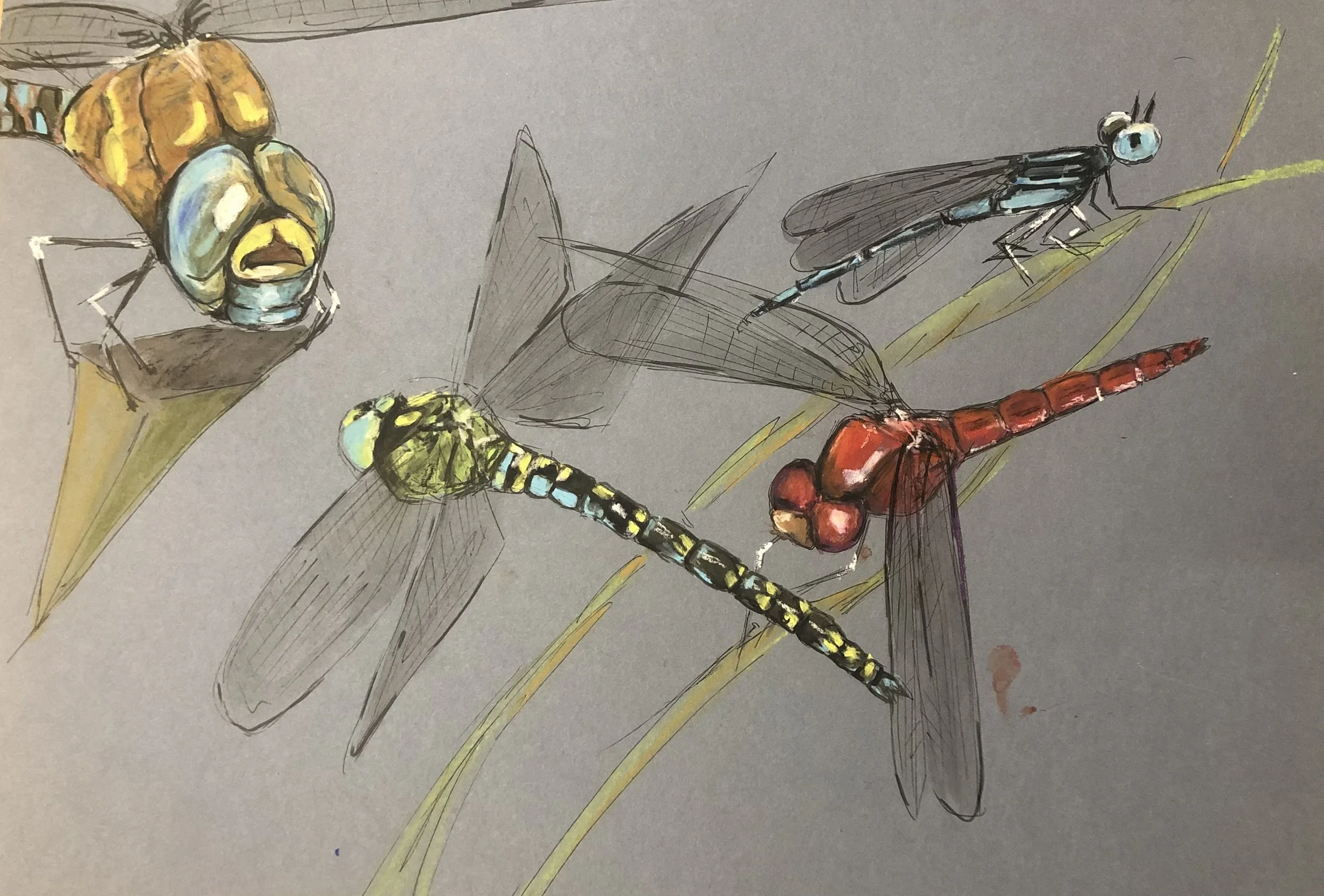 Dragonflies - mixed media drawing