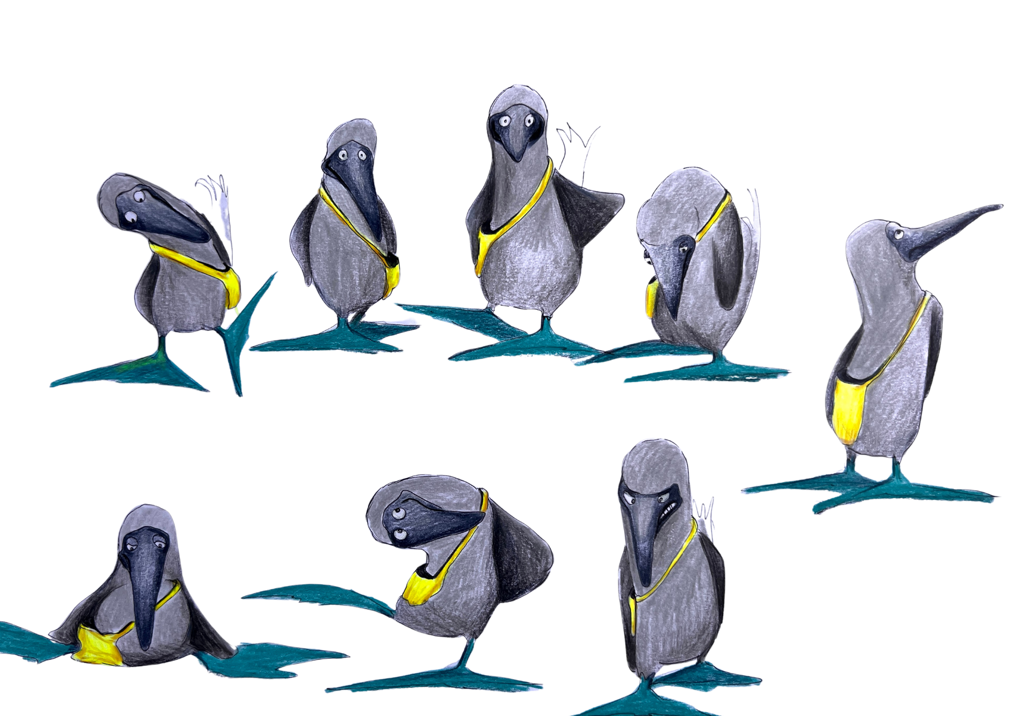 BOBBY, THE BLUEFOOTED BOOBY -CHARACTER STUDY