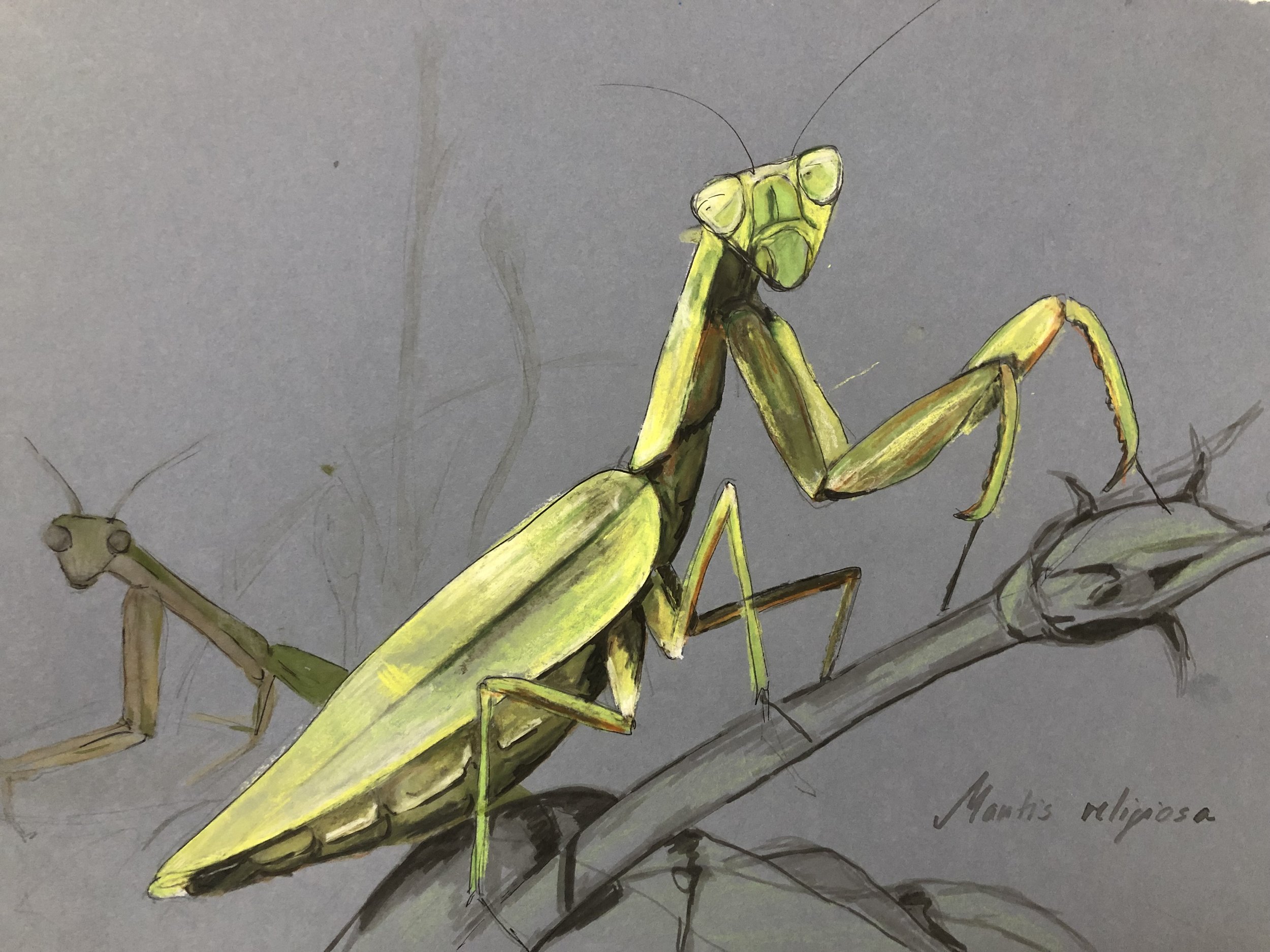 Mixed media drawing/Gottesanbeterin/Mantis religiosa. 