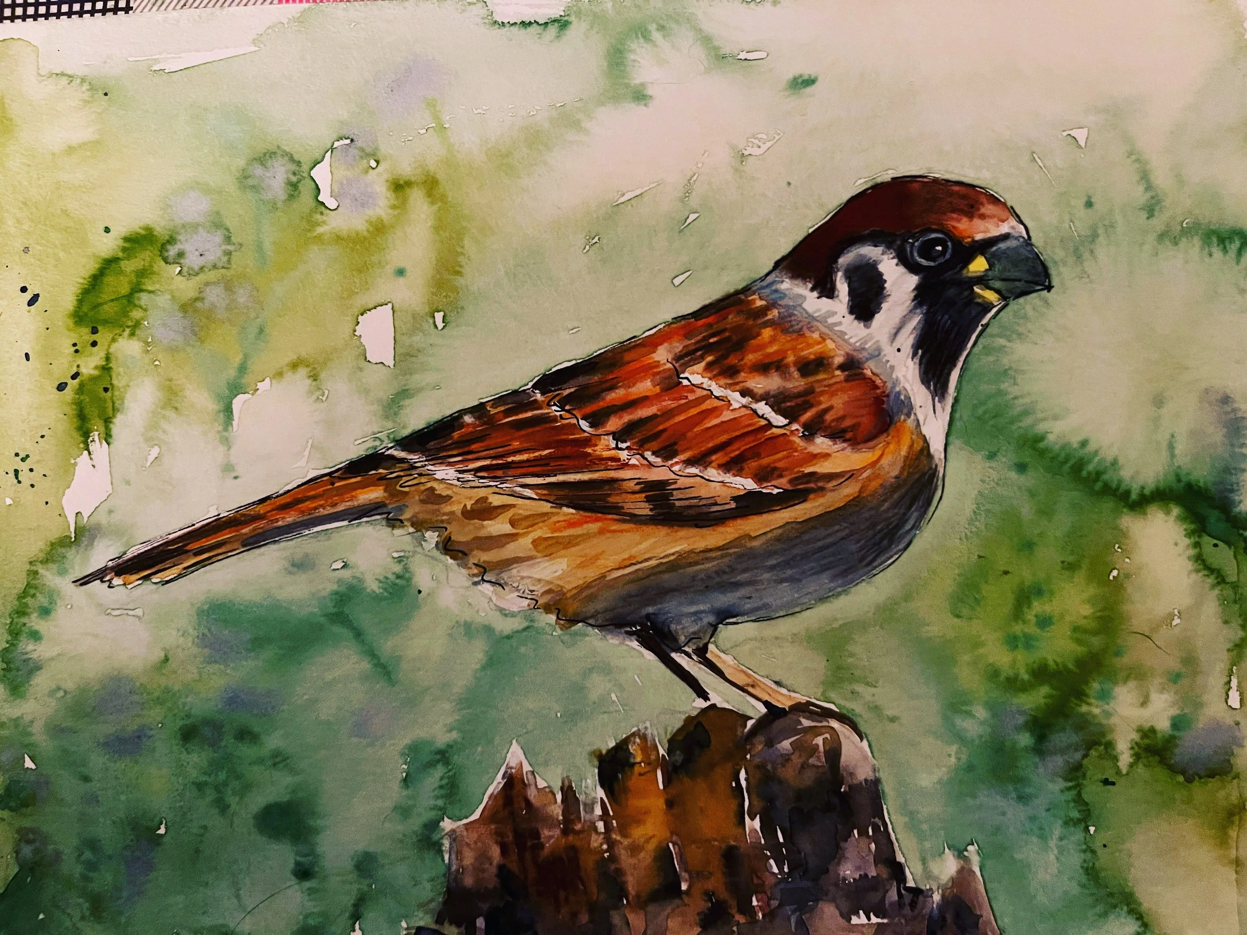 Sparrow / aquarelle / free work