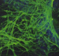 Key methods: directed differentiation, organoids, single cell cloning, cryopreservation, cell banking