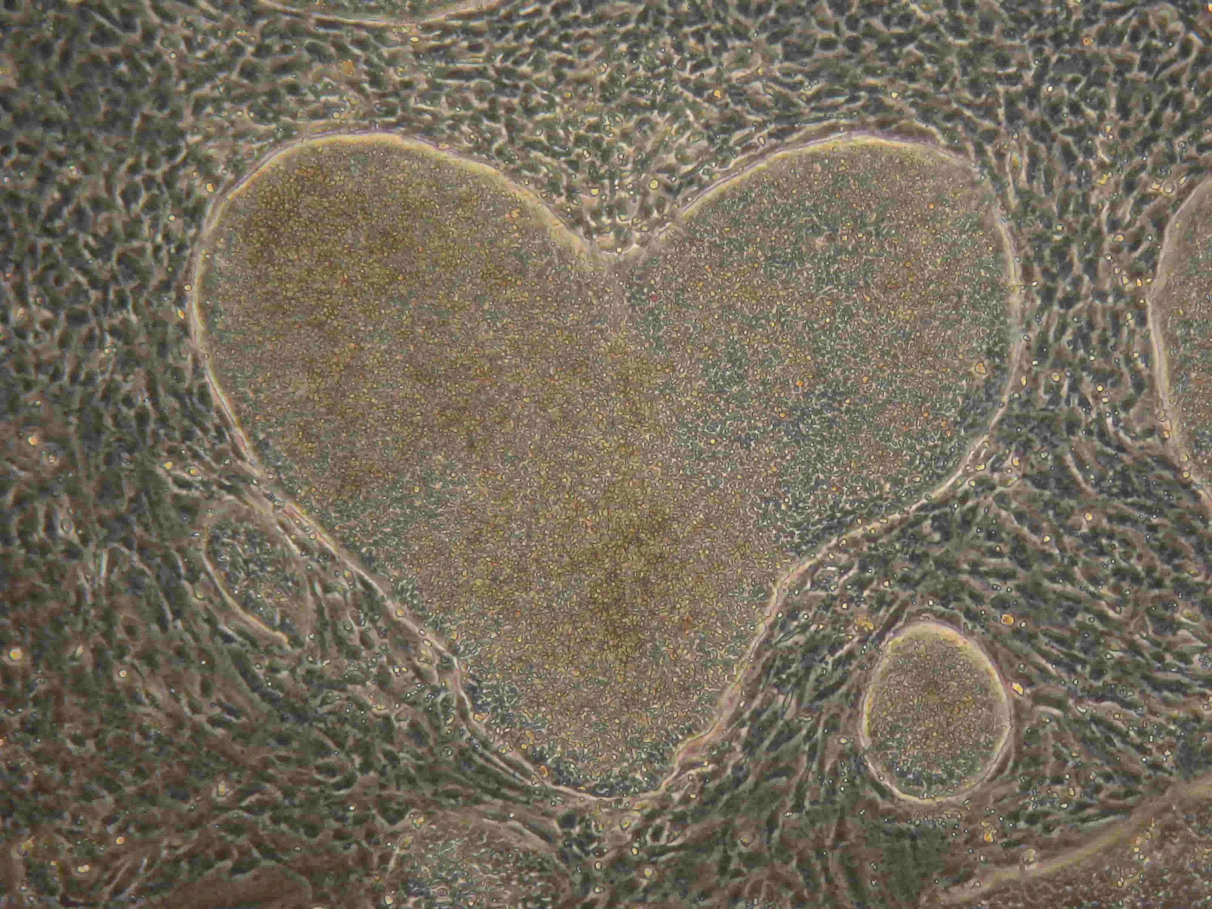 Developmental biology and stem cells — a working introduction