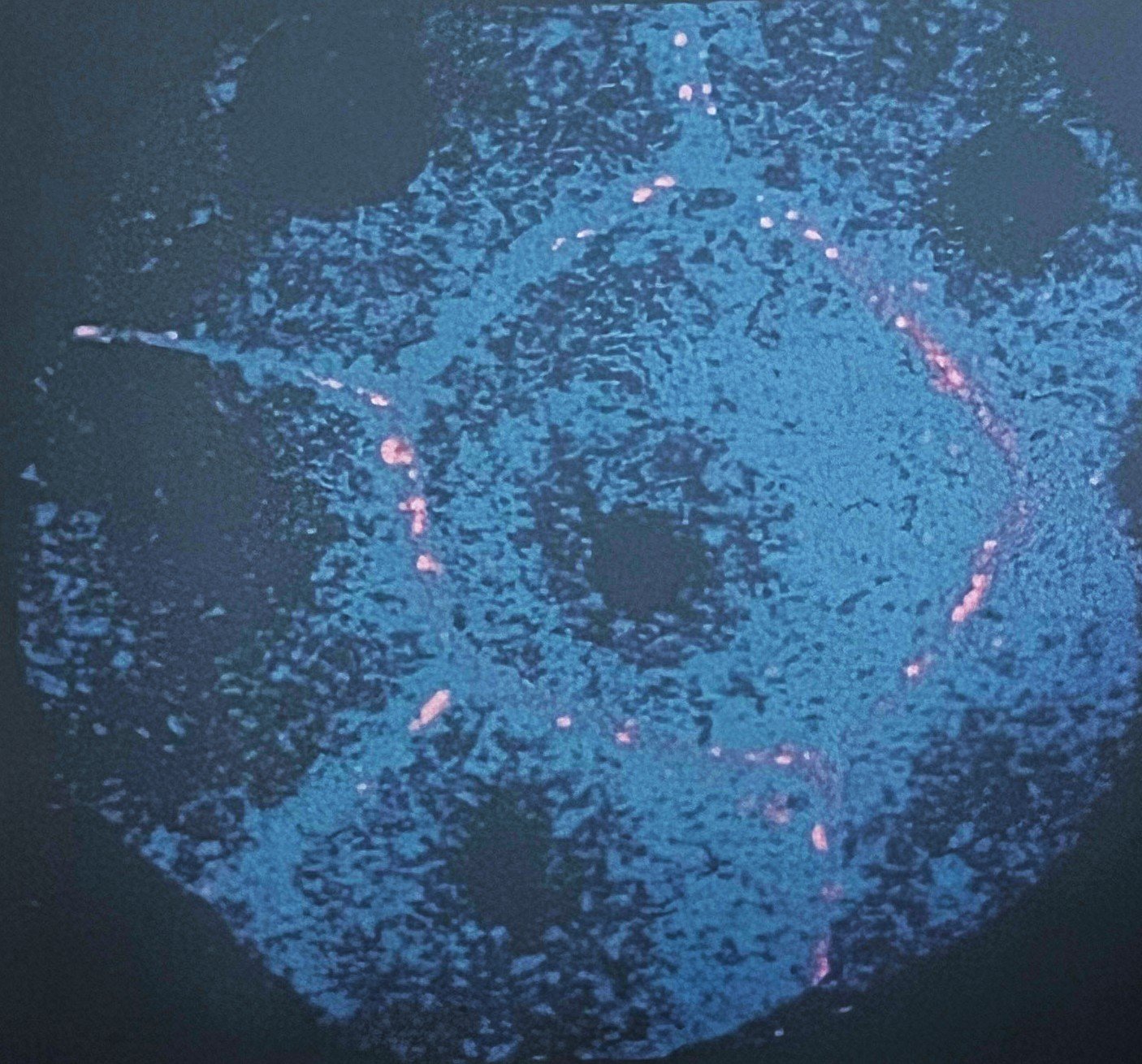 What developmental biology is and why it matters beyond the textbook