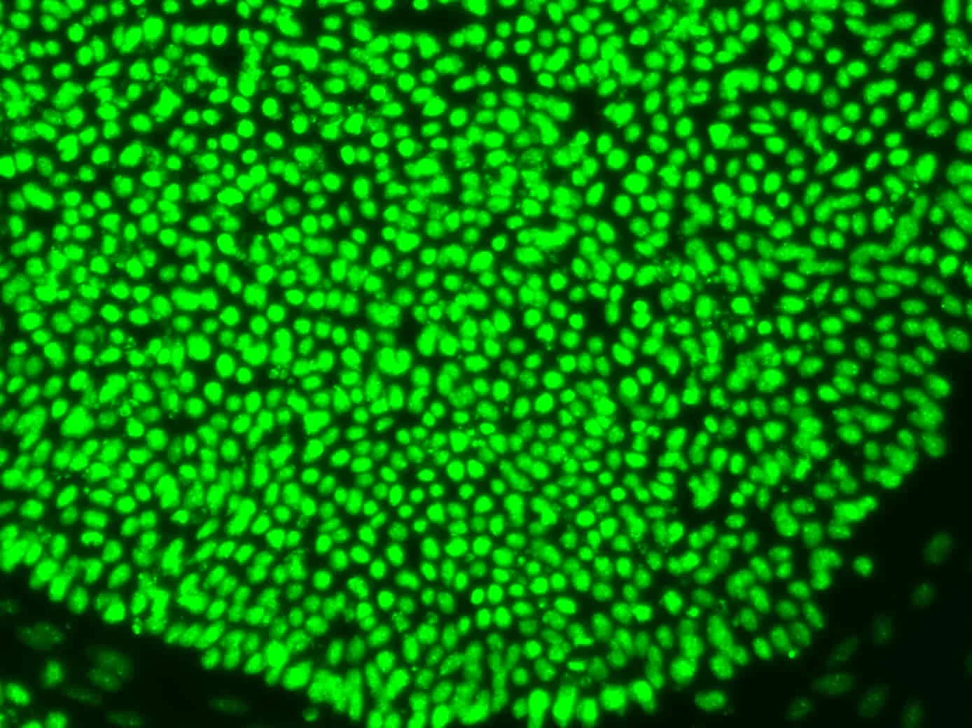 Characterisation gaps: what current assays miss about stem cell quality