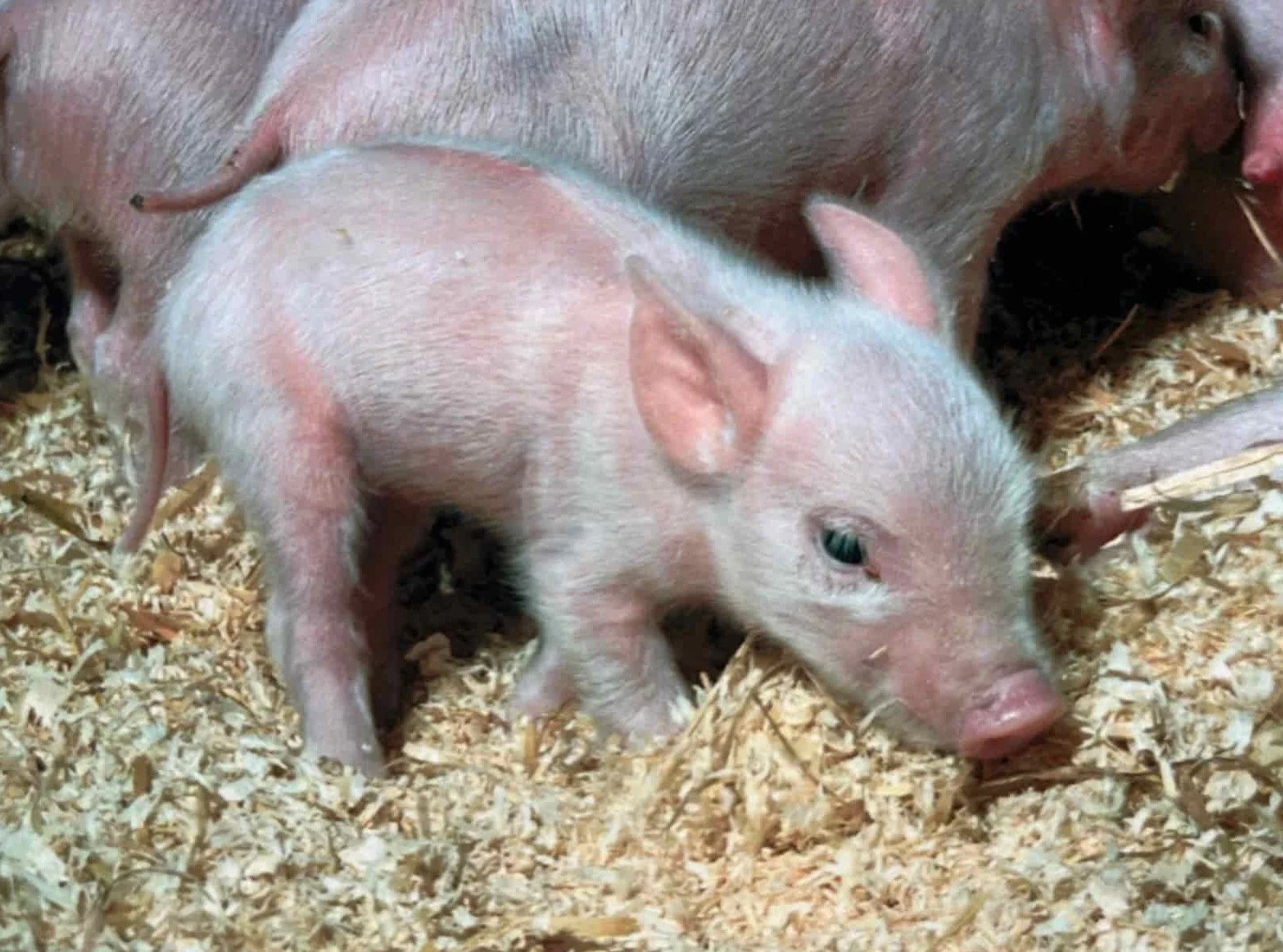 What prior art in laboratory and domesticated species can teach product developers