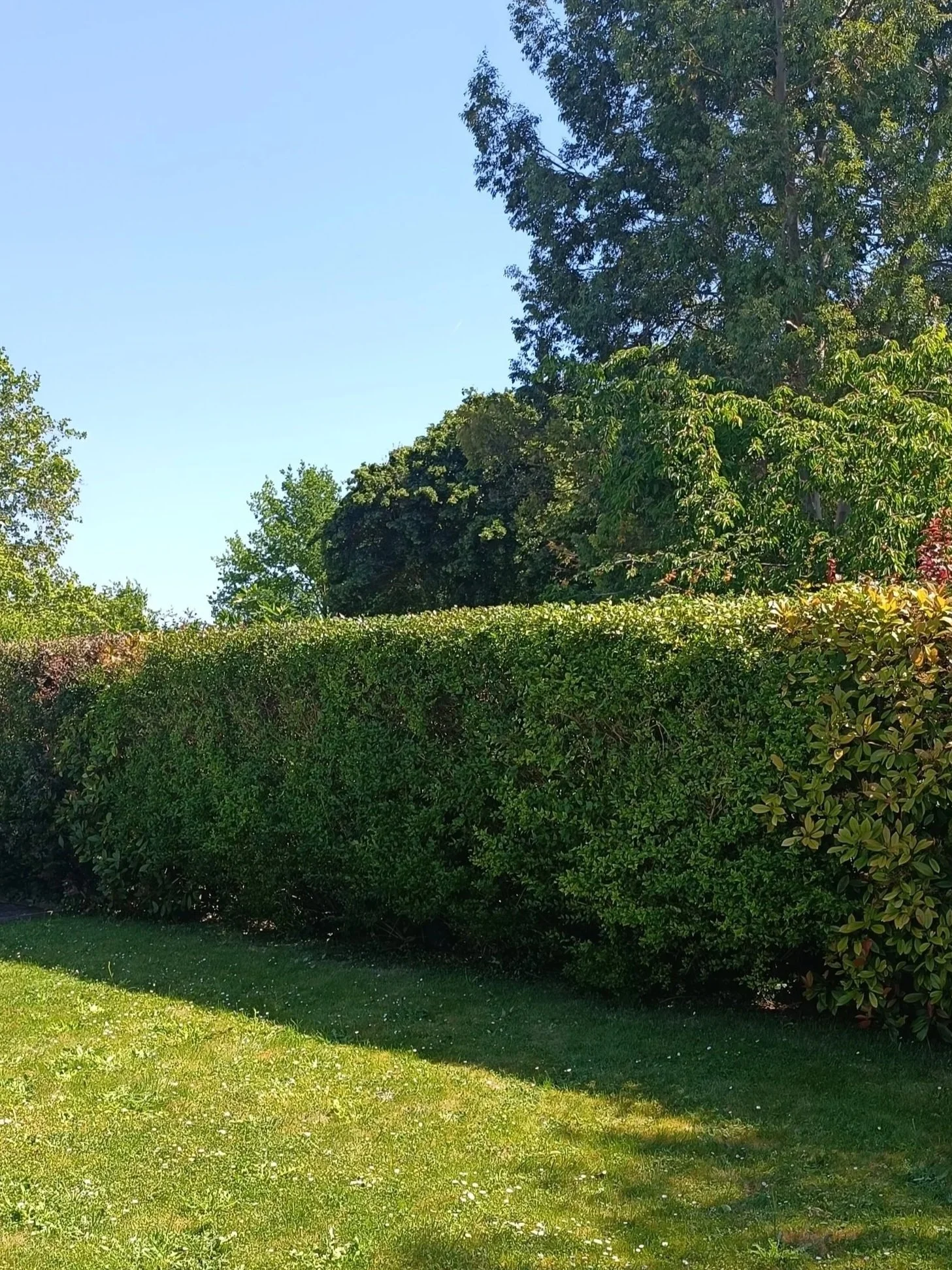 Taille des haies en été : faut-il intervenir avant les vacances ?