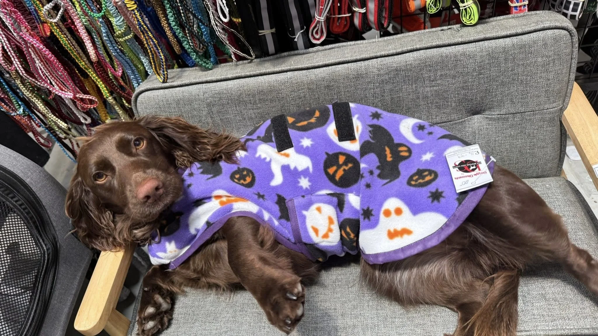 A brown spaniel dog lying on a gray fabric couch, wearing a purple Halloween-themed fleece jacket with black, orange, and white pumpkin, ghost, and bat prints, in a store with colorful necklaces hanging in the background.