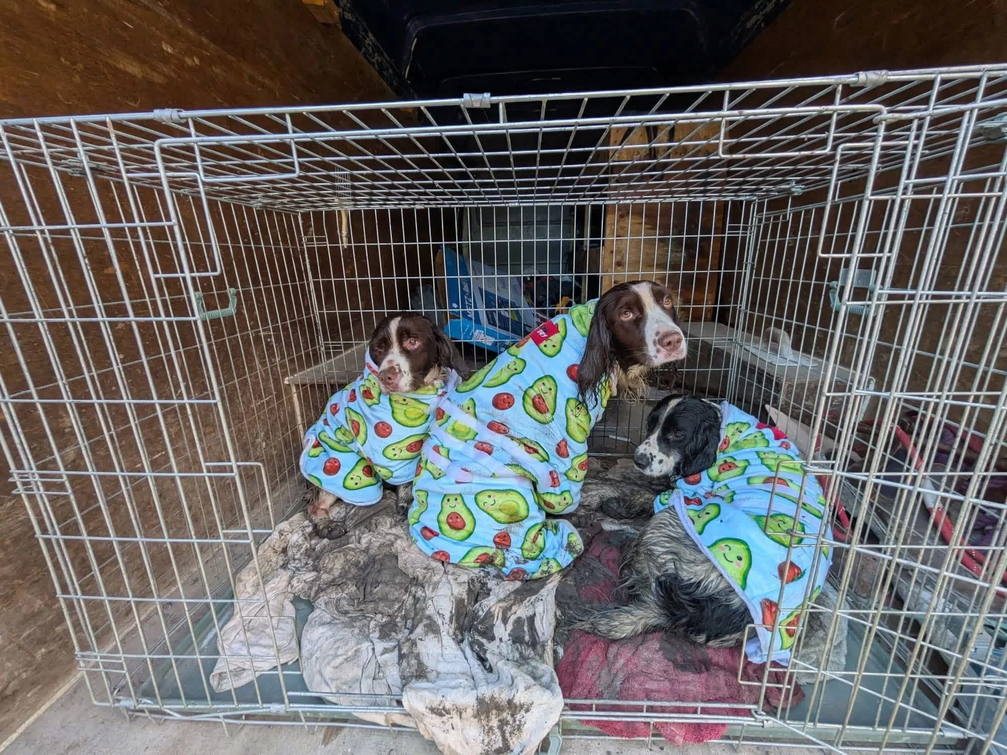 Three dogs in a metal crate, wearing matching blue sweaters with a green avocado print, sitting on blankets. The crate is inside a wooden structure.