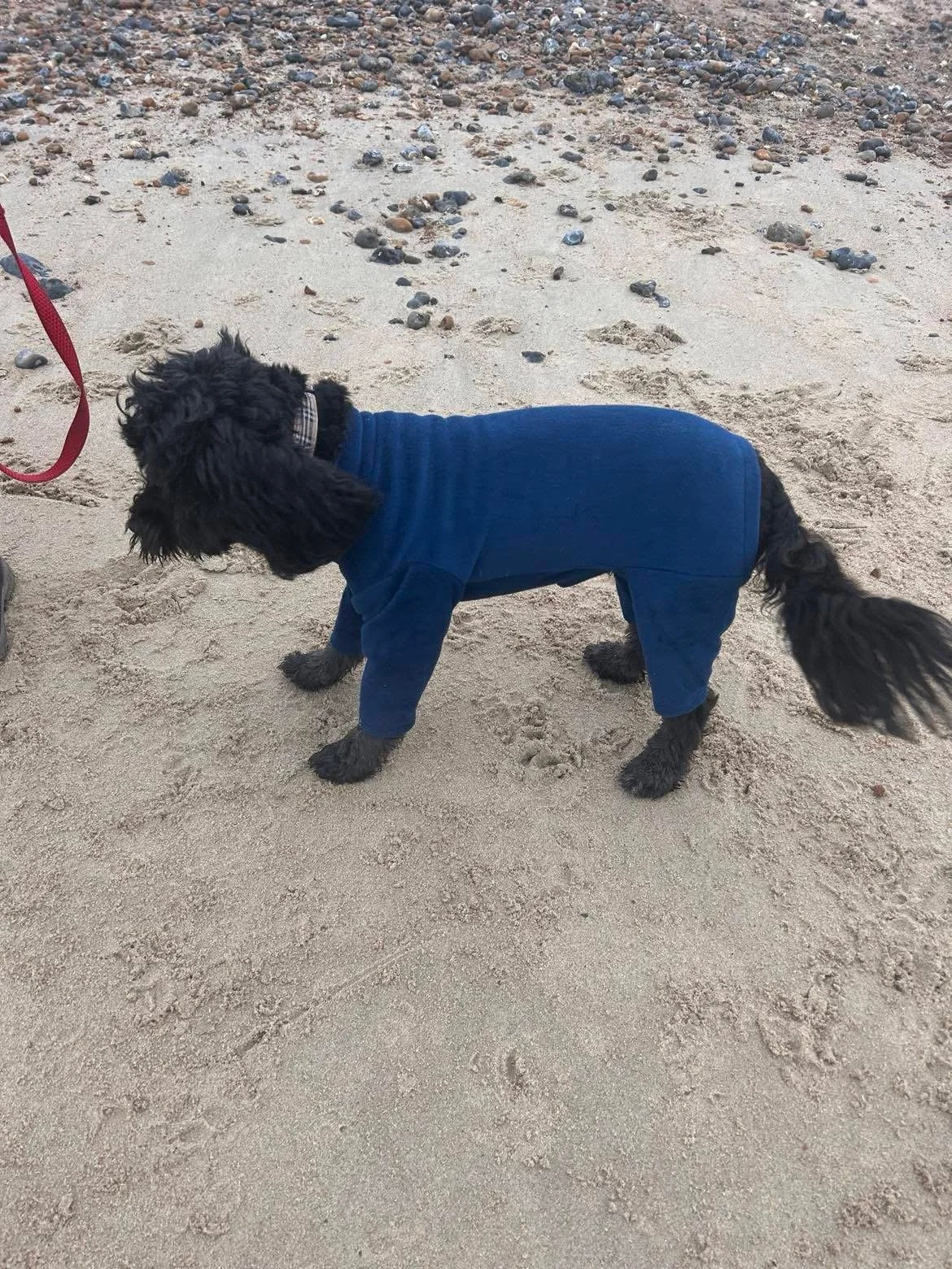 A black dog wearing a blue coat standing on sandy beach with pebbles, facing left.