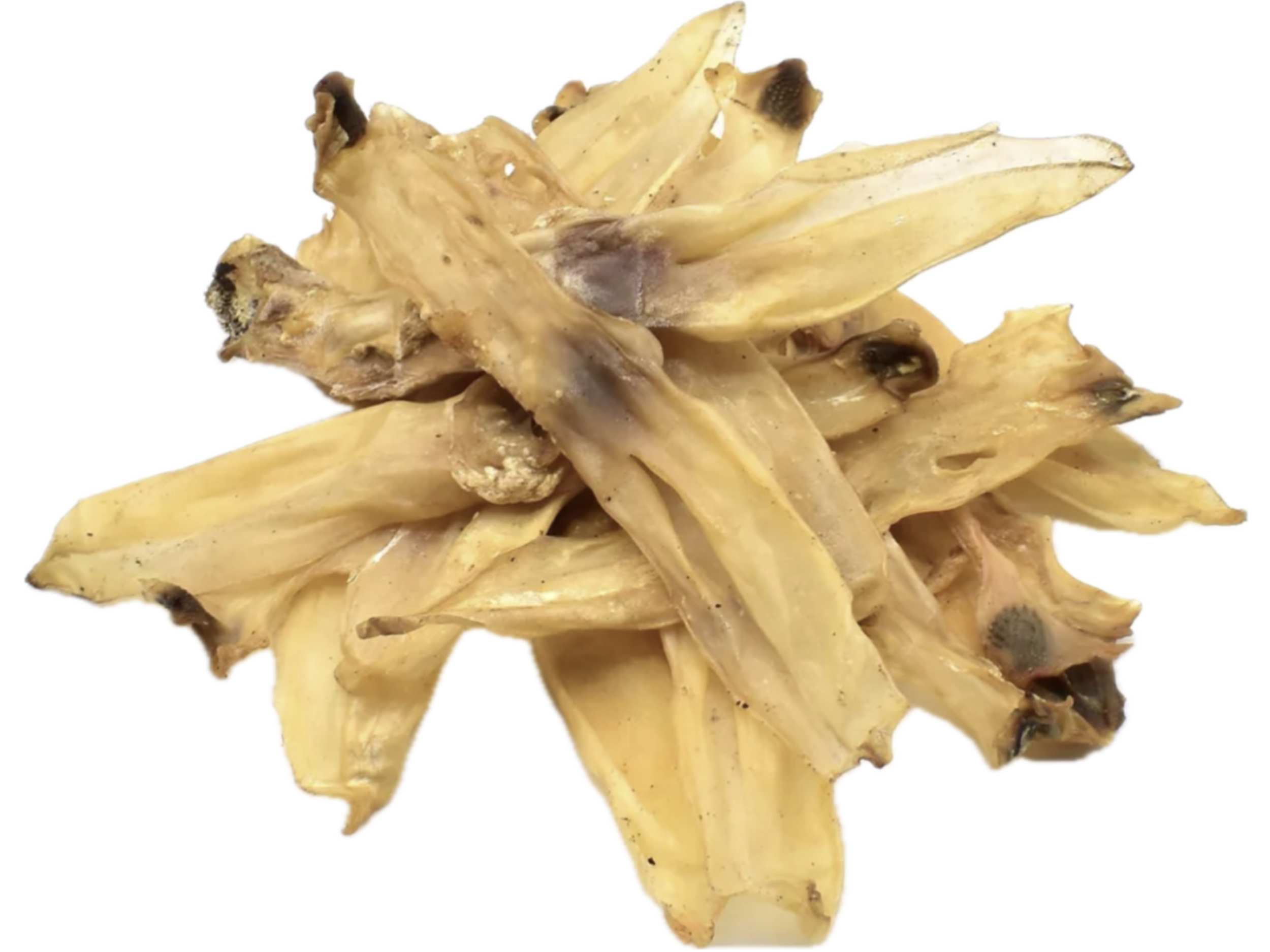 Hairless Rabbit Ears