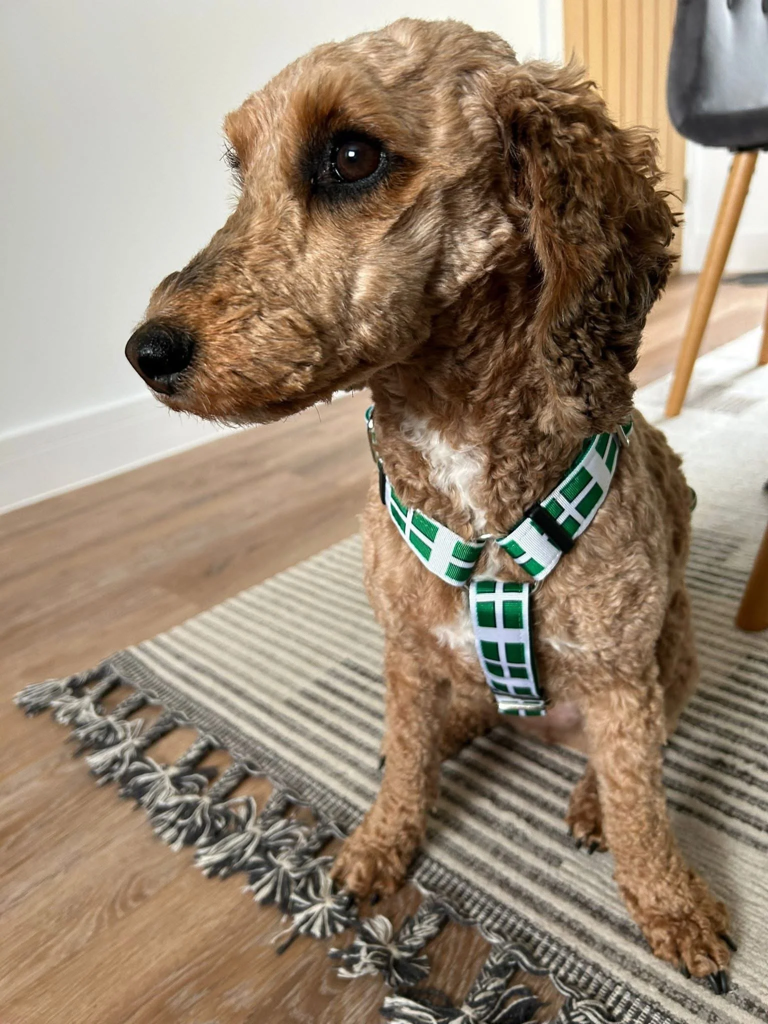 A brown, curly-haired dog with a black nose sitting on a striped rug on a wooden floor, wearing a green and white harness with a plaid pattern.