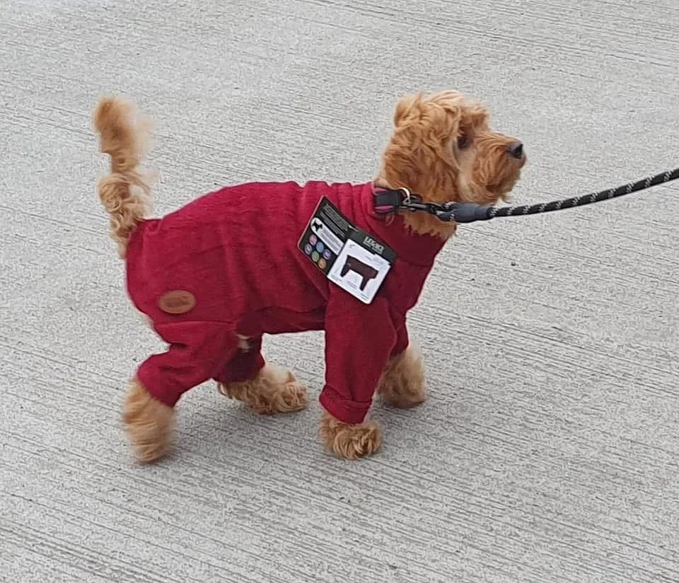 A small dog wearing a red jacket and pants, standing on a gray concrete sidewalk while looking to the side, on a leash.