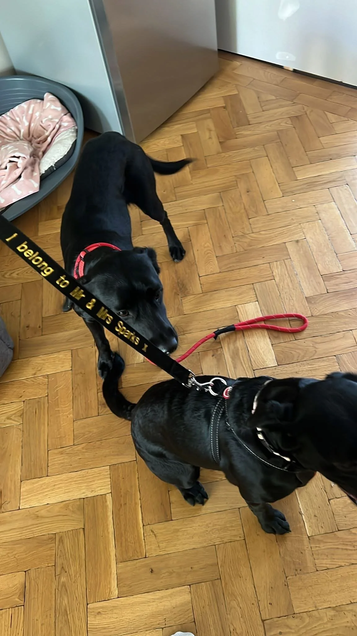 Two black dogs interacting on a wooden floor near a laundry basket and household appliances.