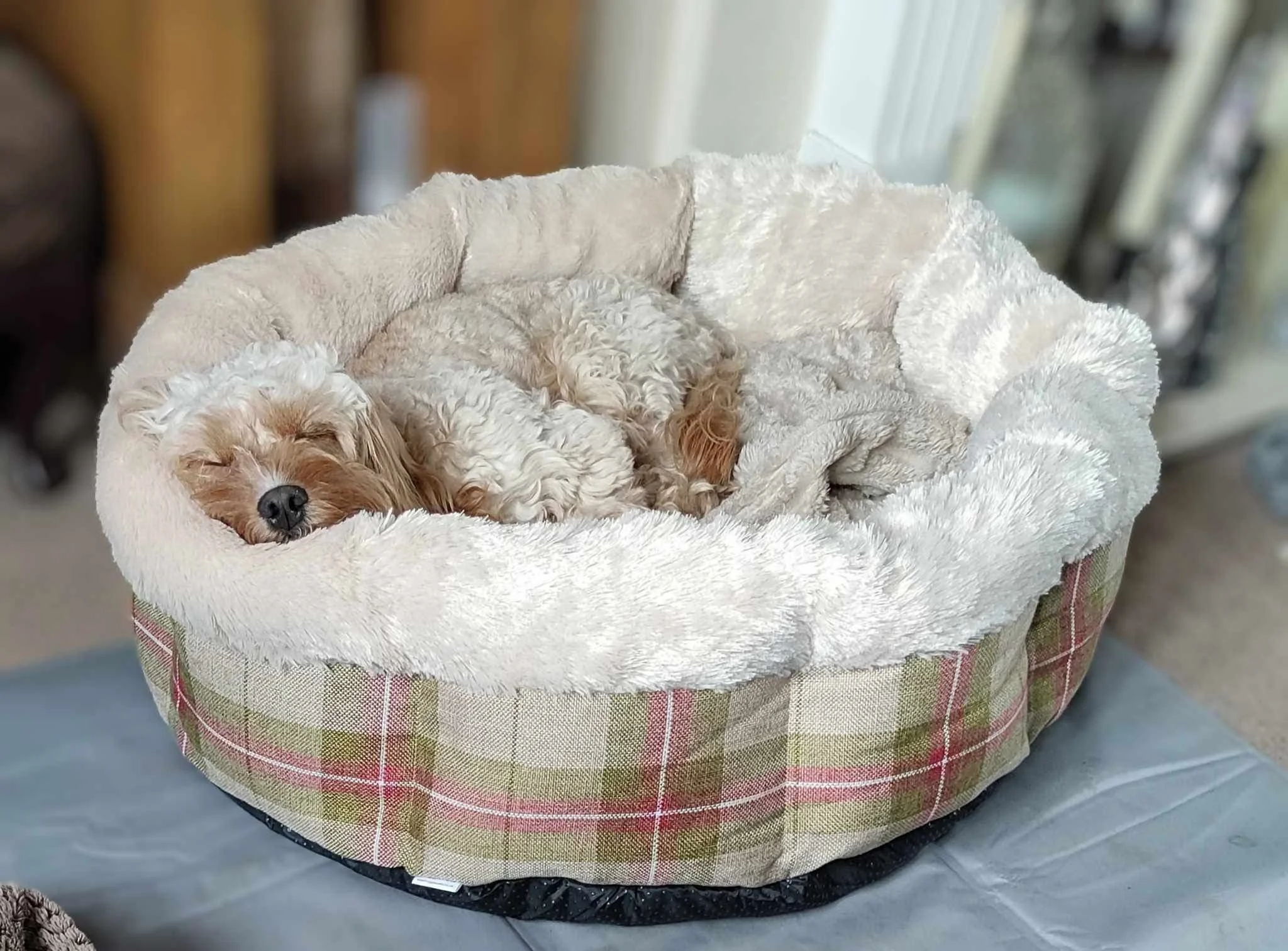 A small, fluffy, light brown dog sleeping curled up in a plush, beige pet bed with a checkered fabric border, on a gray surface.