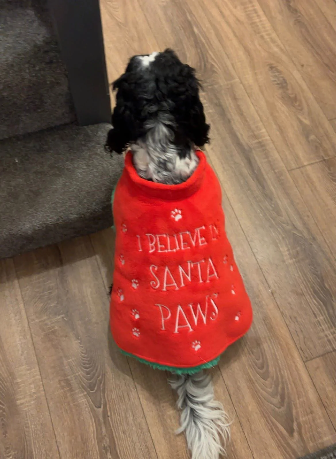 Dog wearing a red Christmas-themed vest that says 'I BELIEVE IN SANTA PAWS' and has paw print decorations, sitting indoors on a wooden floor near a staircase.