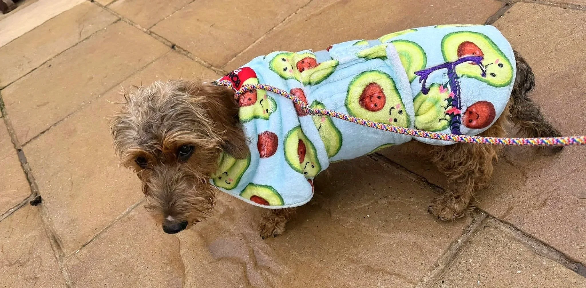 A small dog wearing a blue hoodie with a kiwi fruit pattern, standing on a brick sidewalk, looking at the camera.