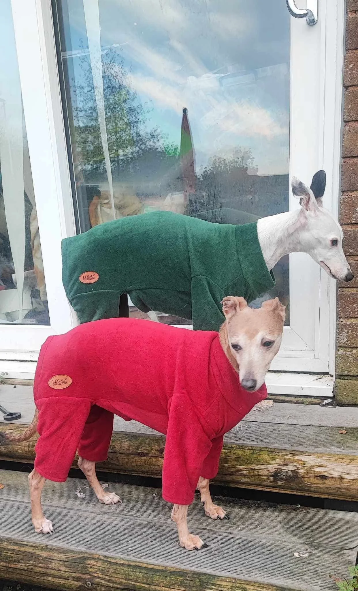 Two dogs wearing red and green sweaters standing outside on wooden steps in front of a glass door.