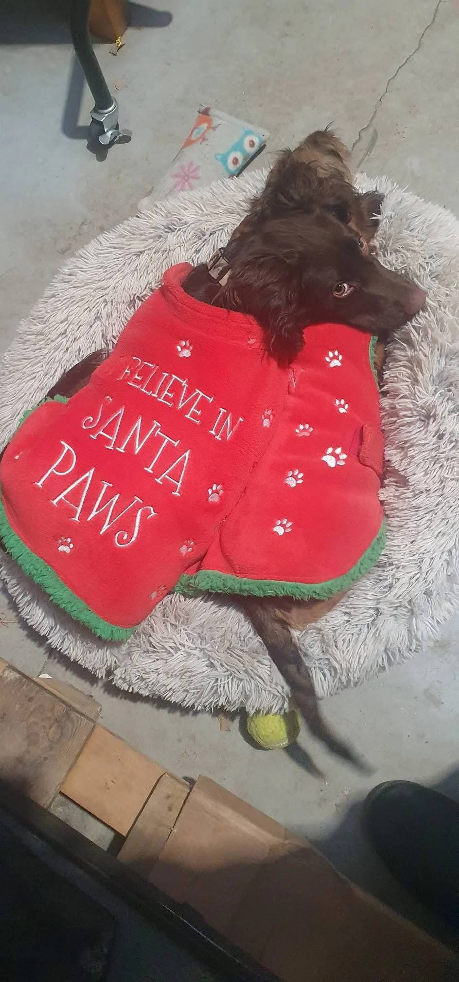 A brown dog wearing a red Christmas-themed sweater that says "Santa Paws" and has white paw prints, lying on a gray fuzzy blanket.