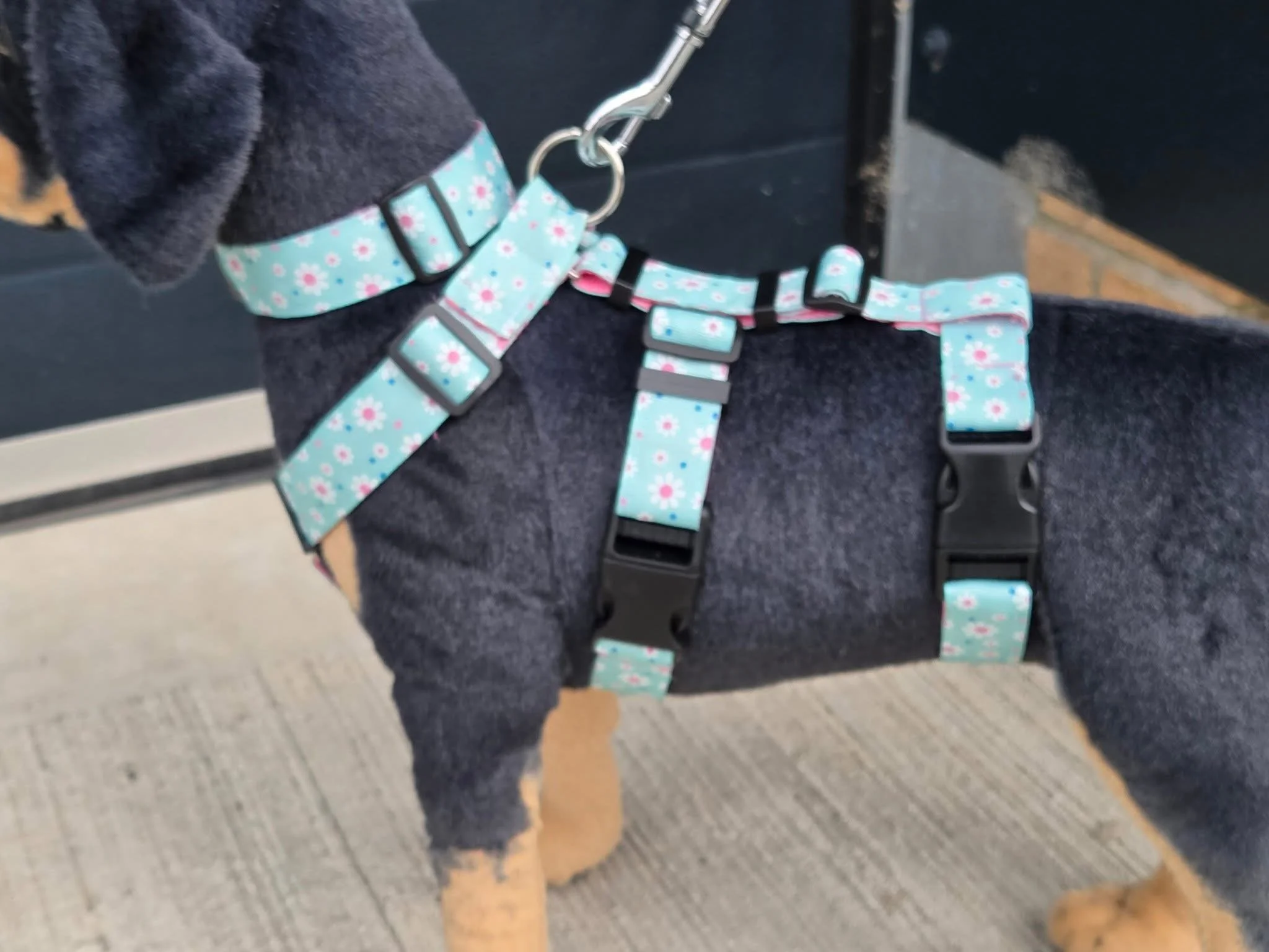 A dog wearing a blue harness with pink and white daisies, standing on a concrete surface.