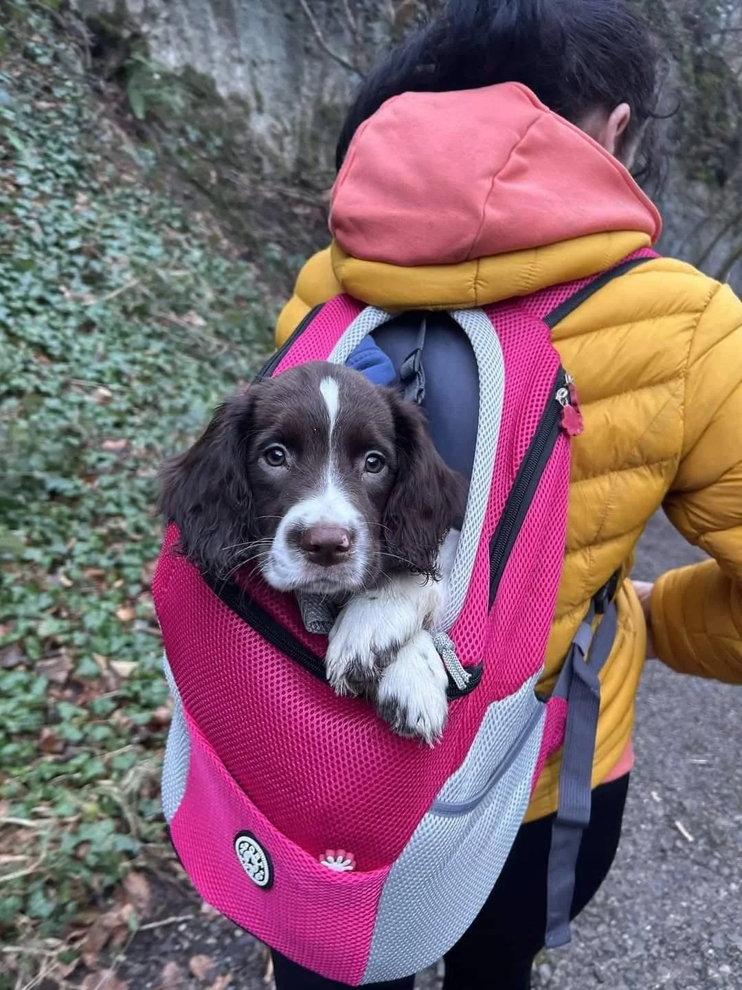 A person carrying a puppy in a pink and gray backpack while hiking outdoors on a dirt trail surrounded by greenery.
