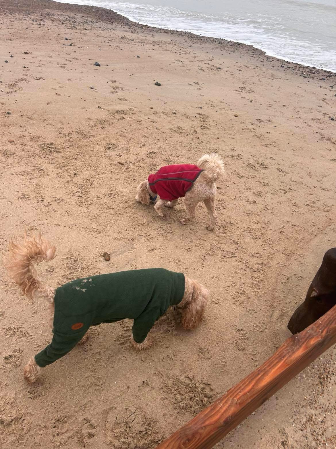 Two dogs on a sandy beach, both wearing hooded jackets, with one in green and the other in red, near the water.