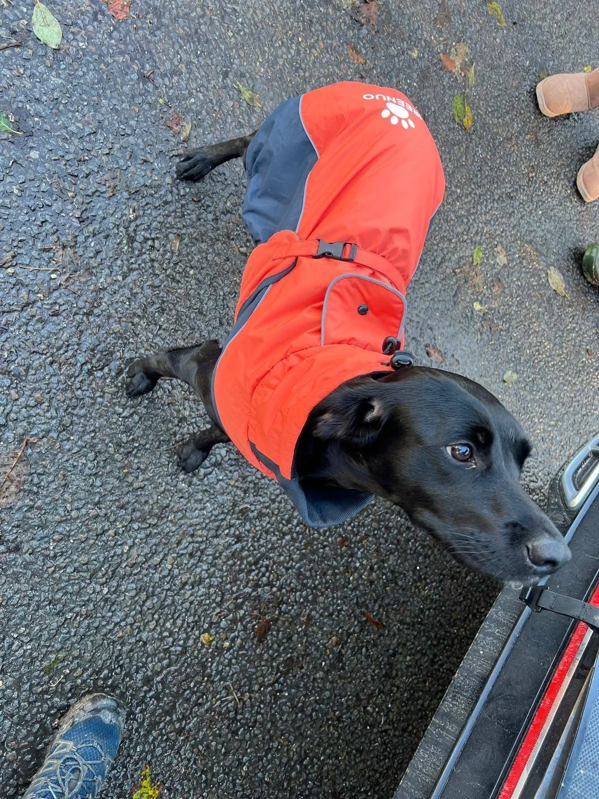 Black Labrador dog wearing a red jacket standing on a wet asphalt surface, looking to the side.