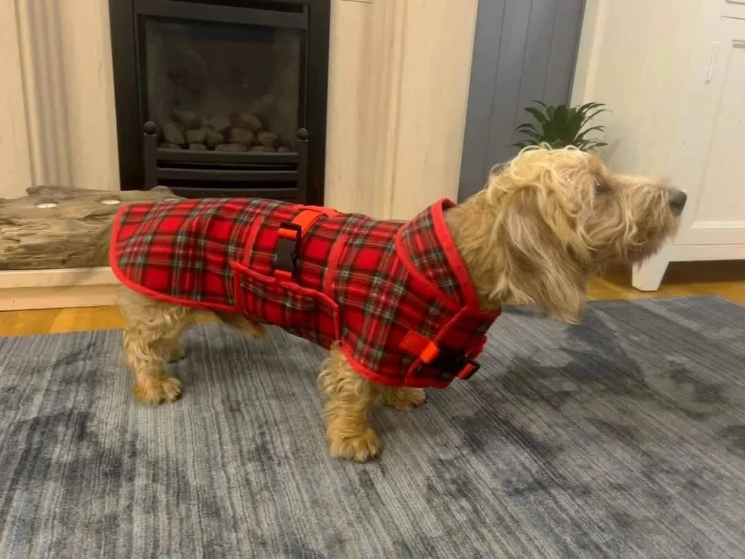 A dachshund wearing a red and green tartan jacket standing on a rug in a living room.