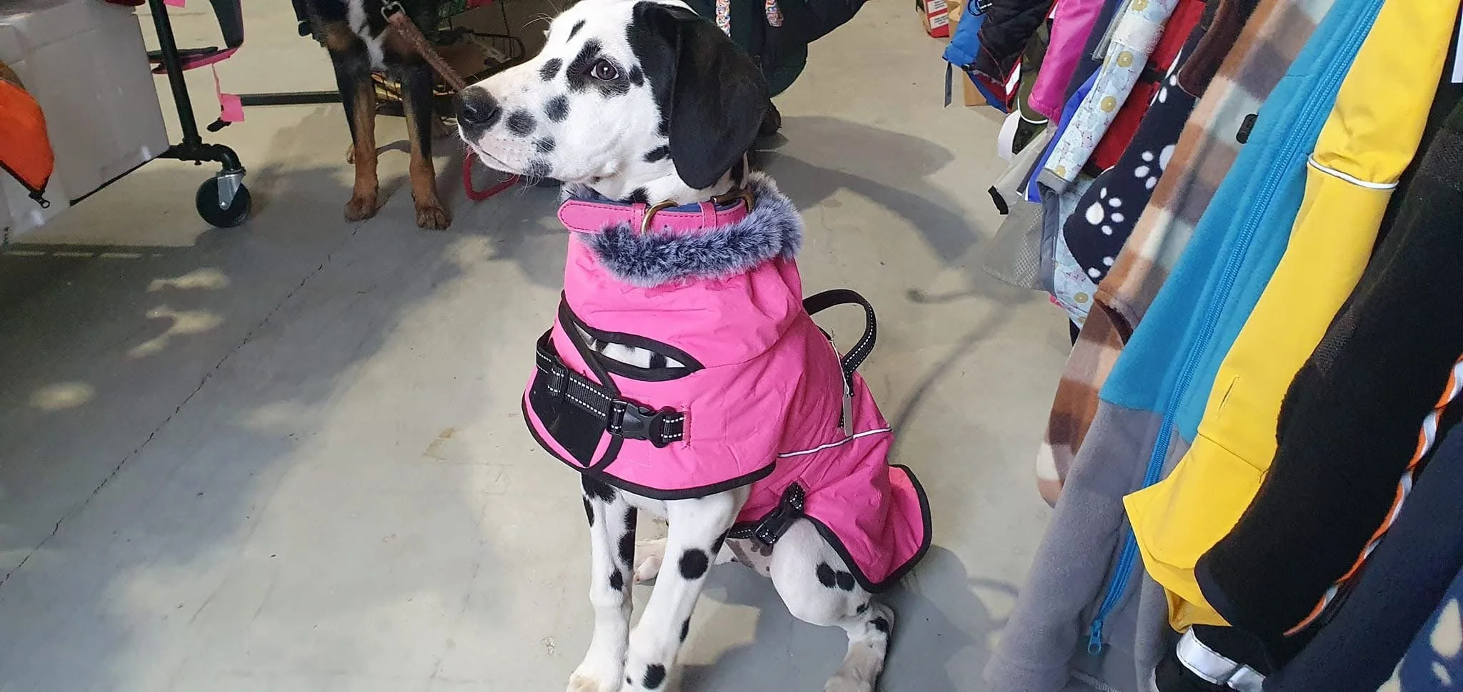 A Dalmatian dog wearing a pink coat with gray fur trim, sitting among clothing racks in a store.