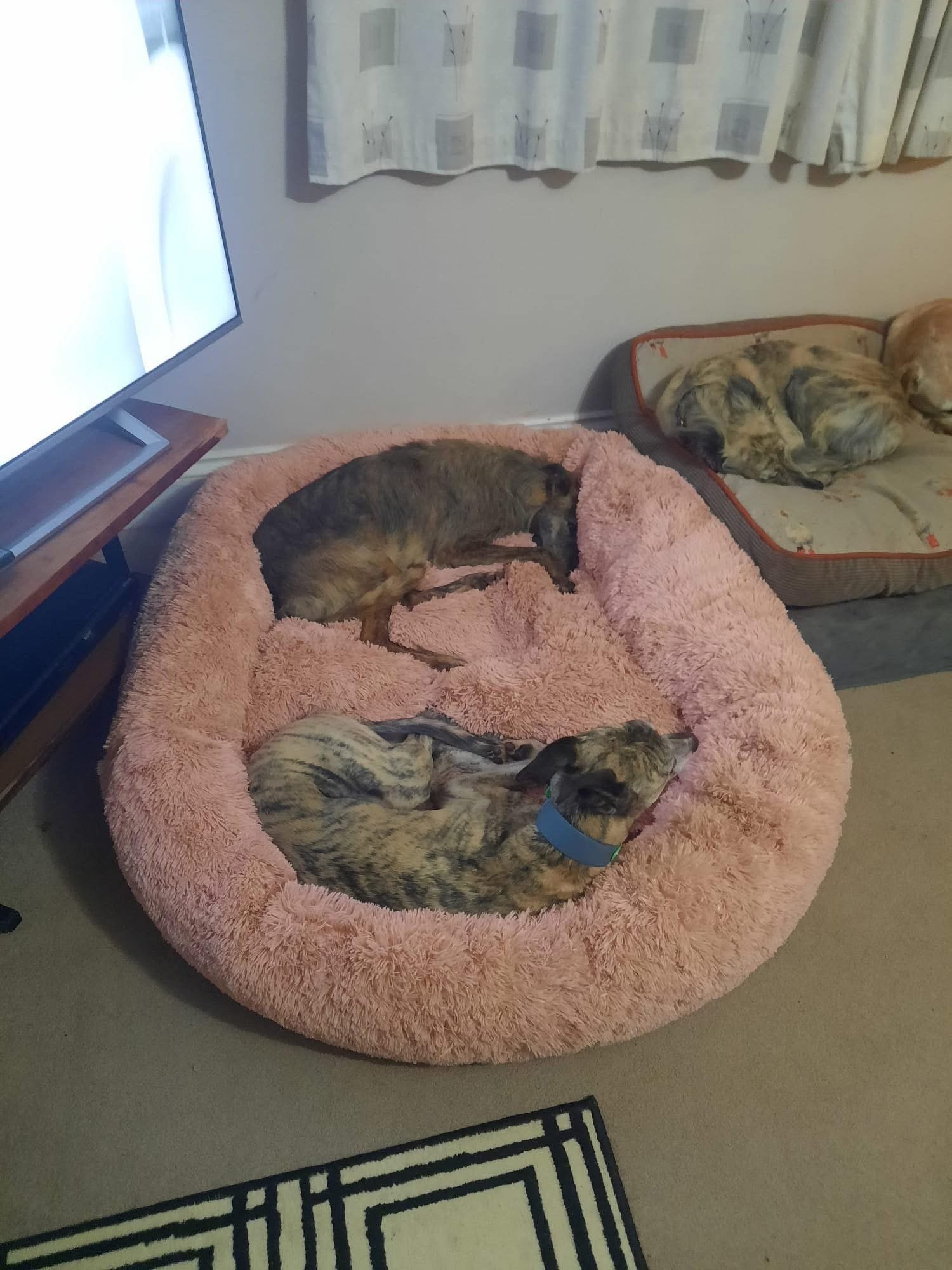 Three dogs resting on pet beds: two on a round, pink, fluffy dog bed, and one on a rectangular, gray and beige bed with orange trim, in a room with beige carpet, a wall with curtains, and a television.
