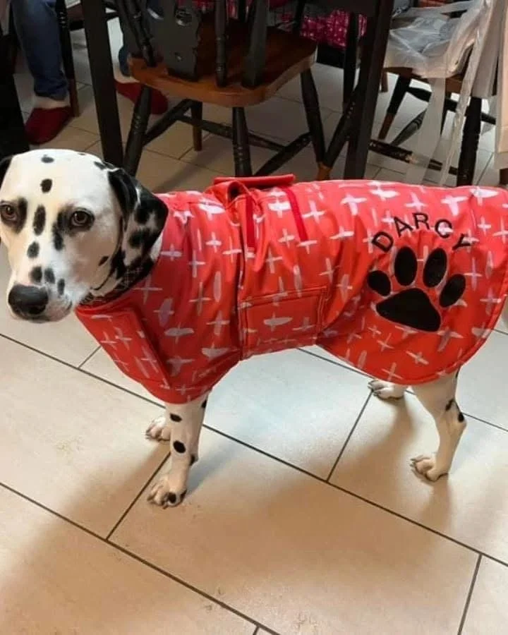 Dalmatian dog wearing a red raincoat with white cross patterns and a black paw print design with the word 'DARCY' on it, standing indoors on tiled flooring.