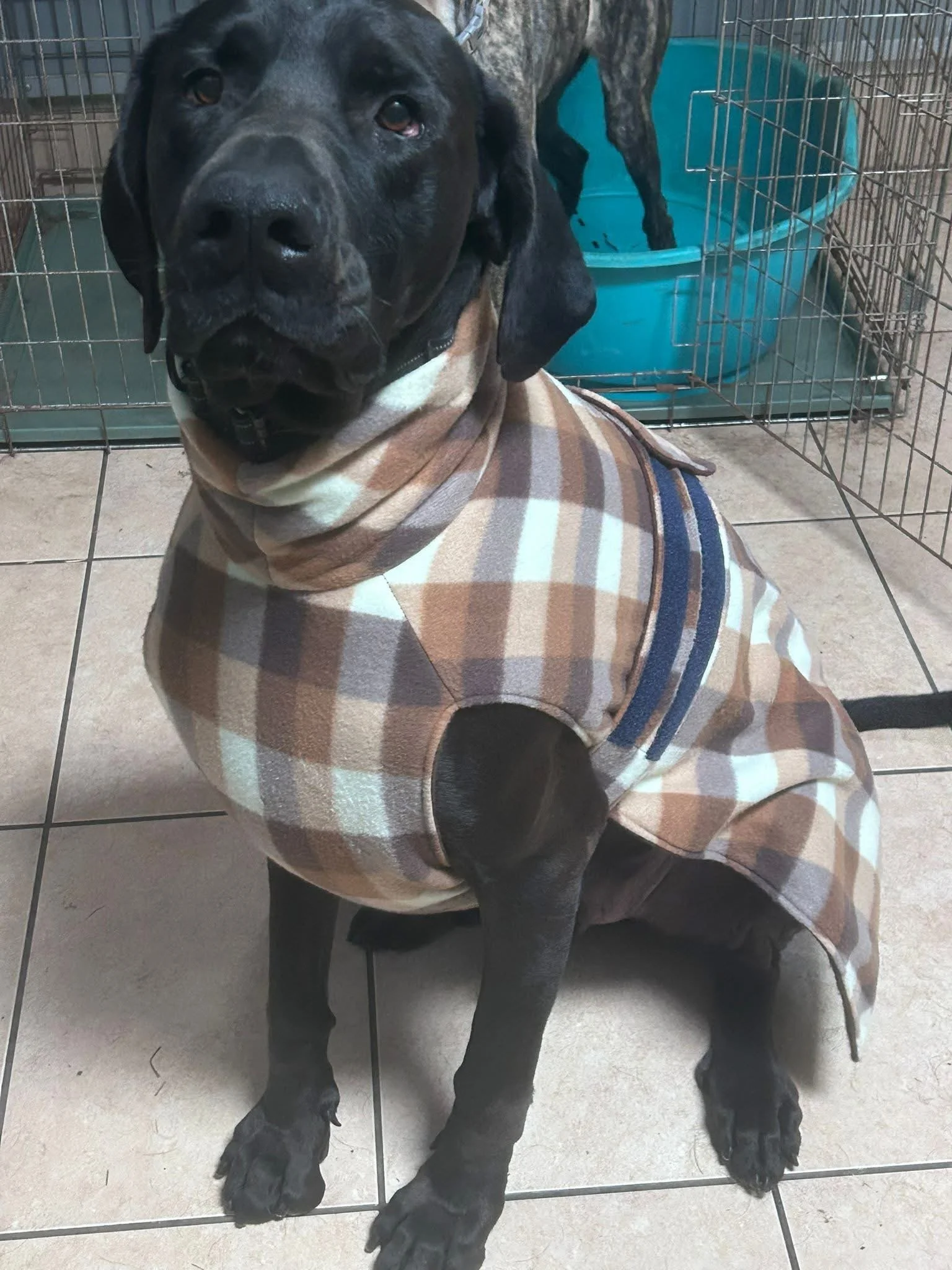 A black dog with a brindle coat wearing a plaid coat sitting on a tiled floor in front of metal kennels and a blue water bowl.