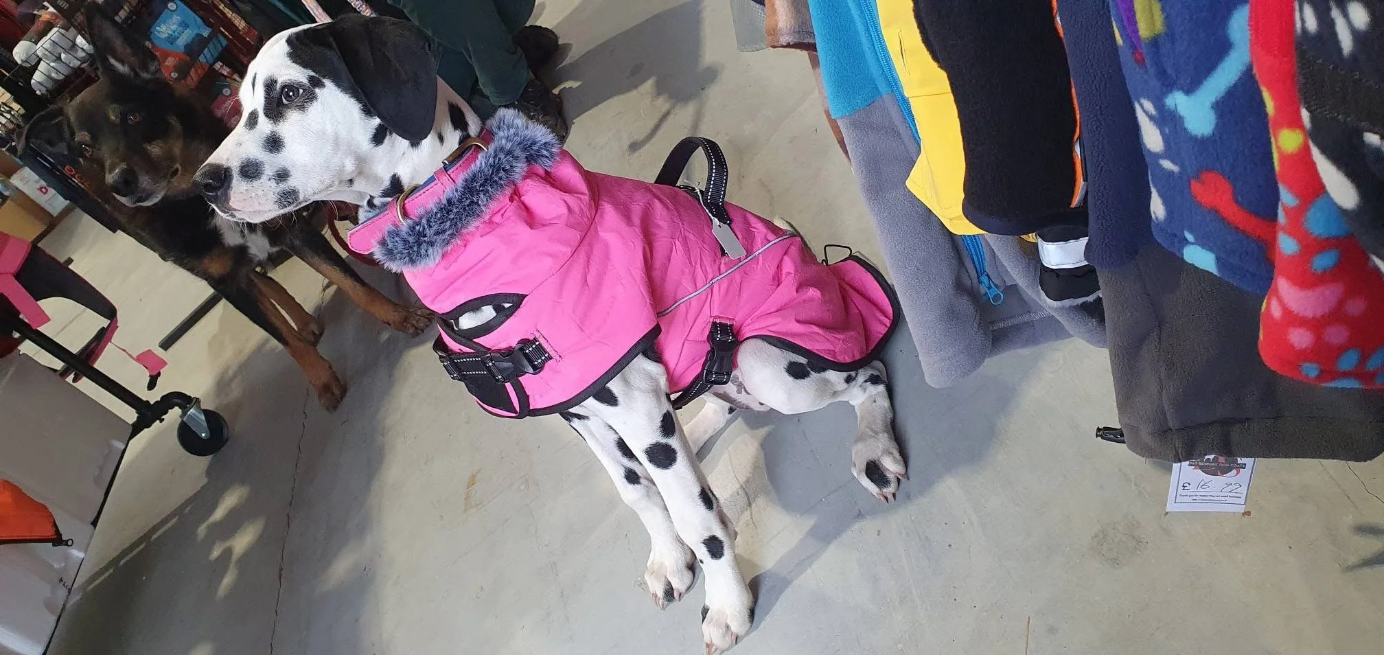 A Dalmatian dog wearing a pink coat with a fuzzy gray collar, sitting on a concrete floor in a store, with a brown and black dog standing nearby. There are shelves with various items in the background and a gray table with colorful fleece blankets or