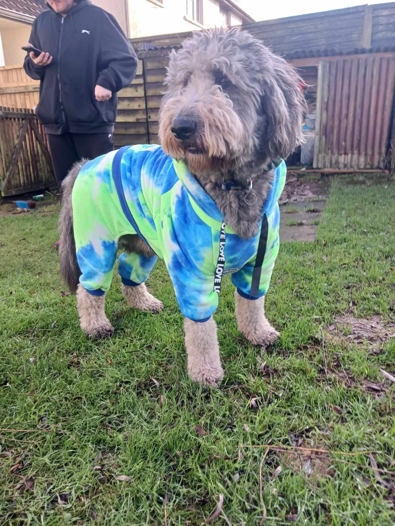 A fluffy gray dog wearing a colorful tie-dye hoodie standing on grass, with a person in a black hoodie and pants in the background.