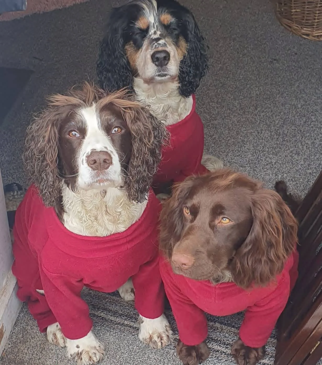 Three dogs in red outfits sitting on a carpeted floor.