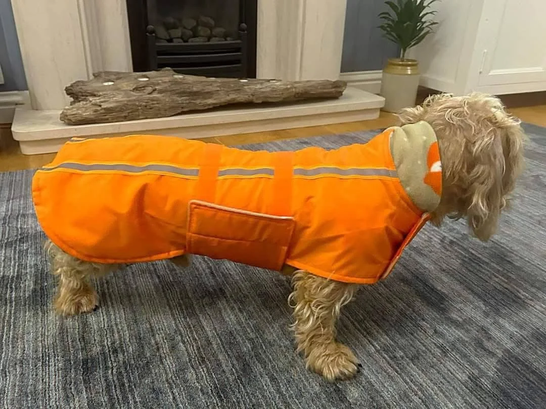 A small dog wearing an orange reflective safety jacket, standing on a gray textured carpet in front of a fireplace and a potted plant.