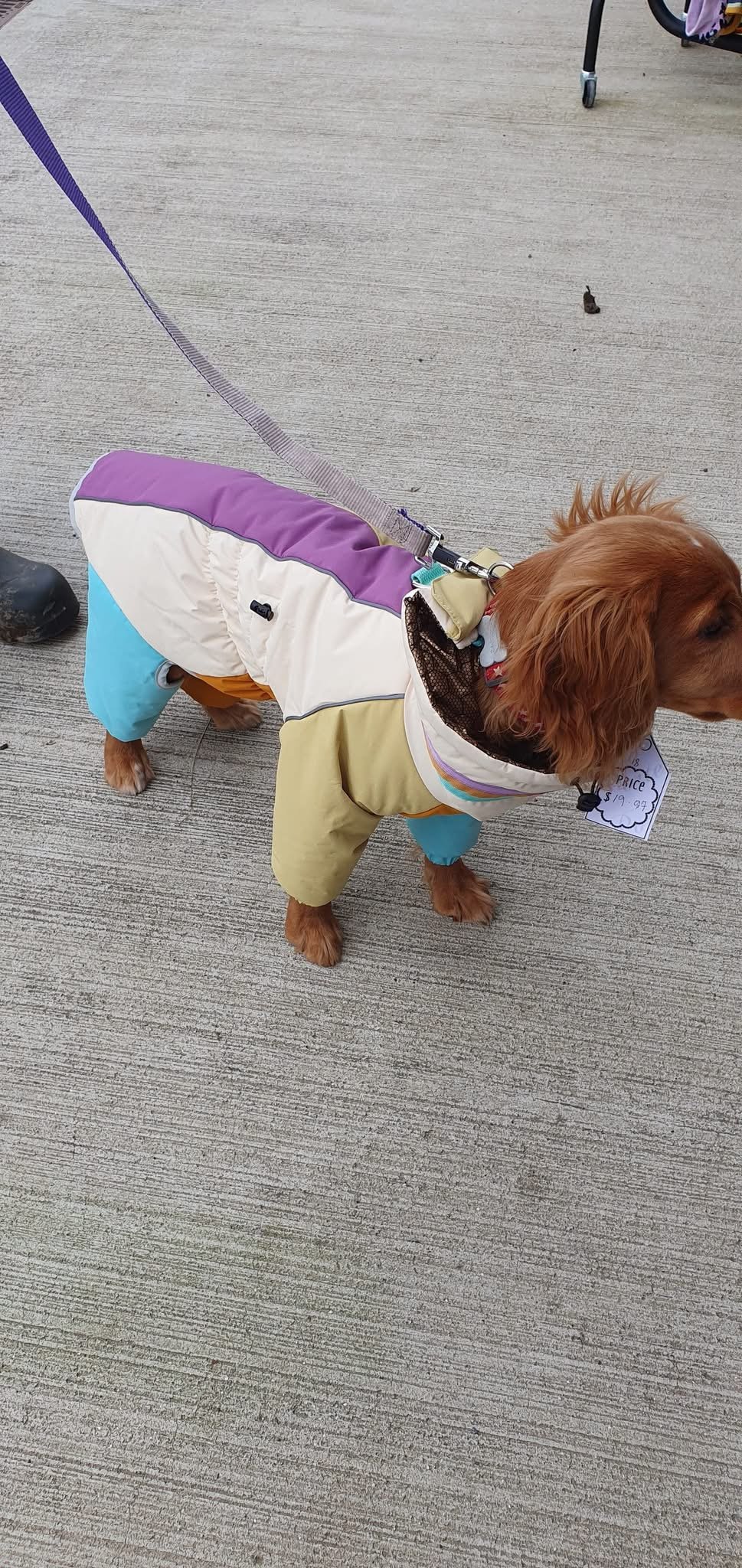 A small dog wearing a colorful, multi-colored jacket is on a leash on a concrete sidewalk. The dog has long, floppy ears and is facing to the right. Part of a person's shoe is visible on the left side of the image.