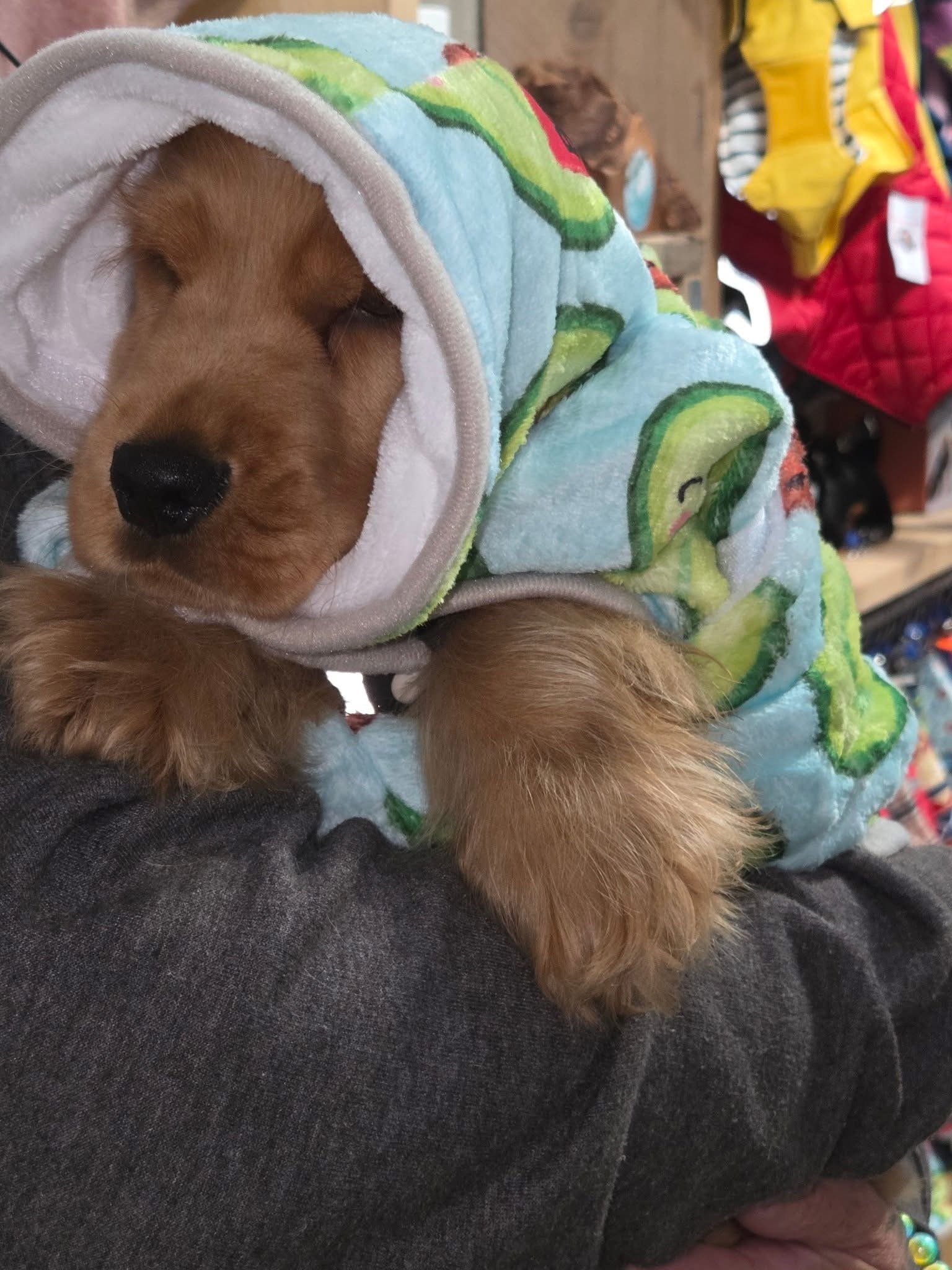 A small puppy sleeping while wearing a colorful fleece jacket with a dinosaur pattern, held close to a person's arm.